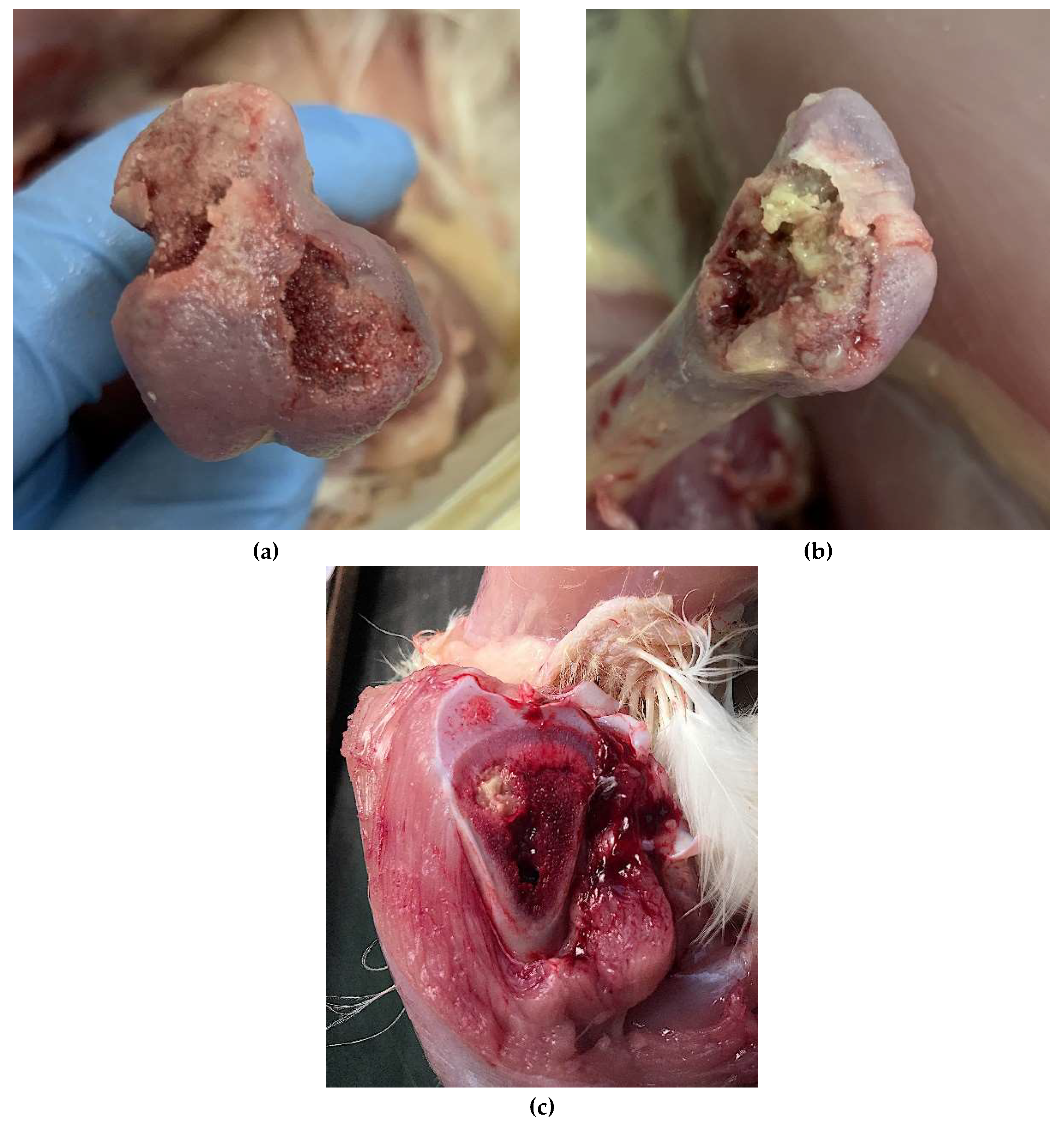 Microorganisms 08 00205 g001 Microorganisms 08 00205 g001