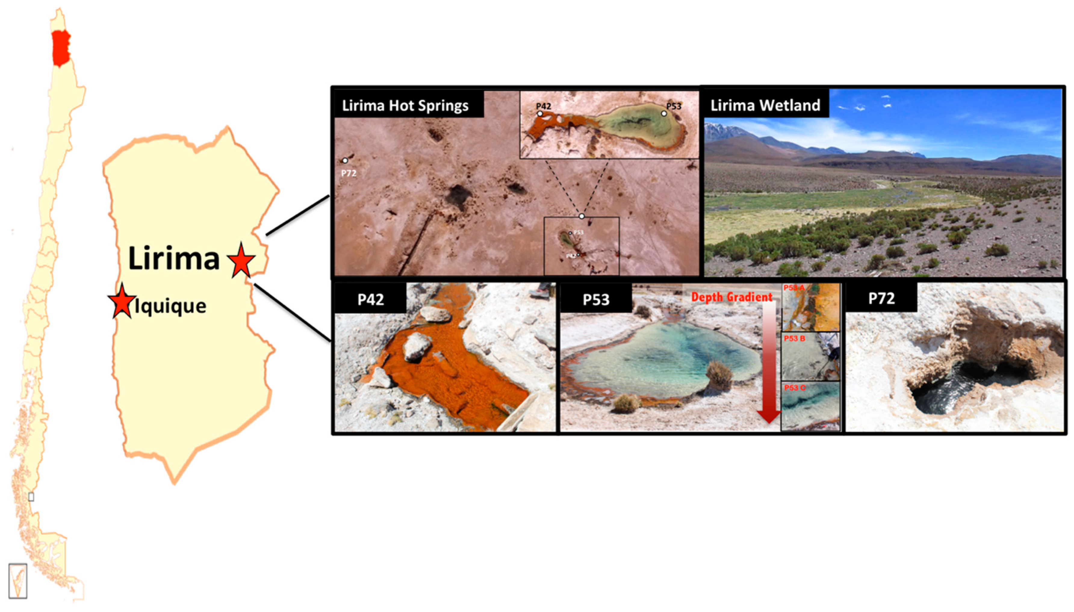 Microorganisms 08 00208 g001 Microorganisms 08 00208 g001