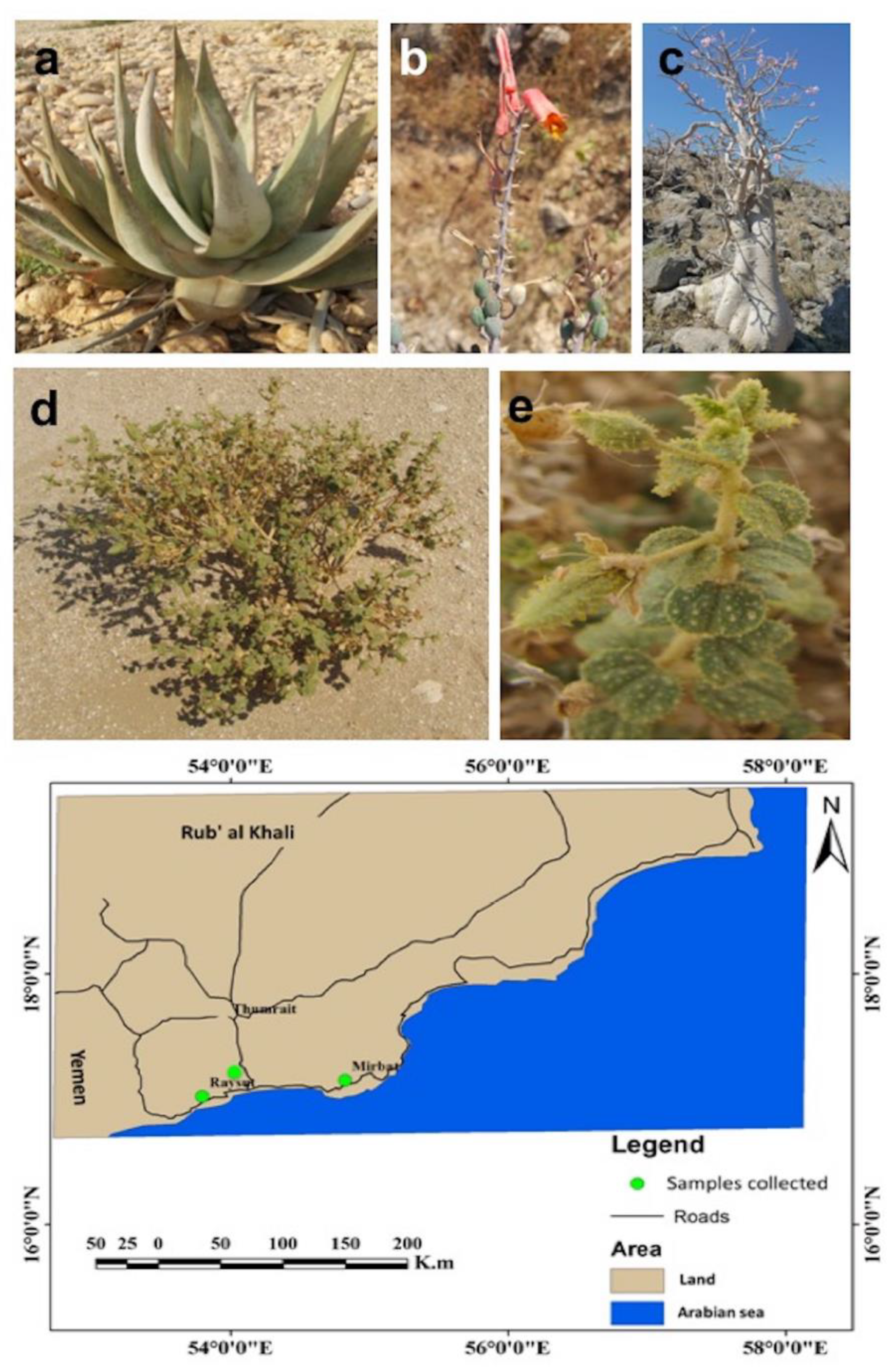 Microorganisms 08 00213 g001 Microorganisms 08 00213 g001