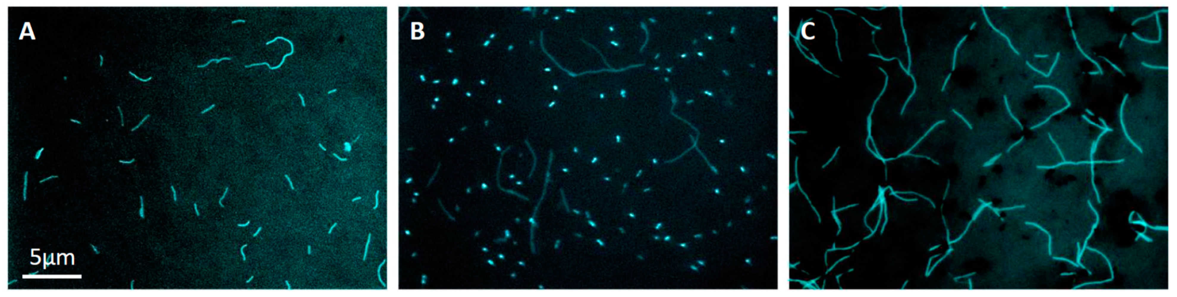 Microorganisms | Free Full-Text | Isolation of an Obligate Mixotrophic  Methanogen That Represents the Major Population in Thermophilic Fixed-Bed  Anaerobic Digesters