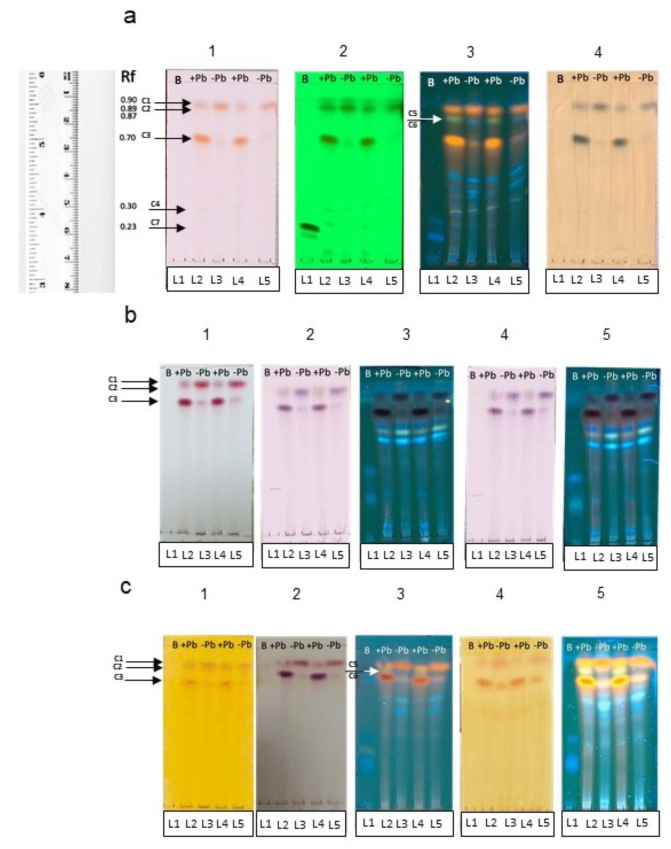 Microorganisms 08 00226 g008