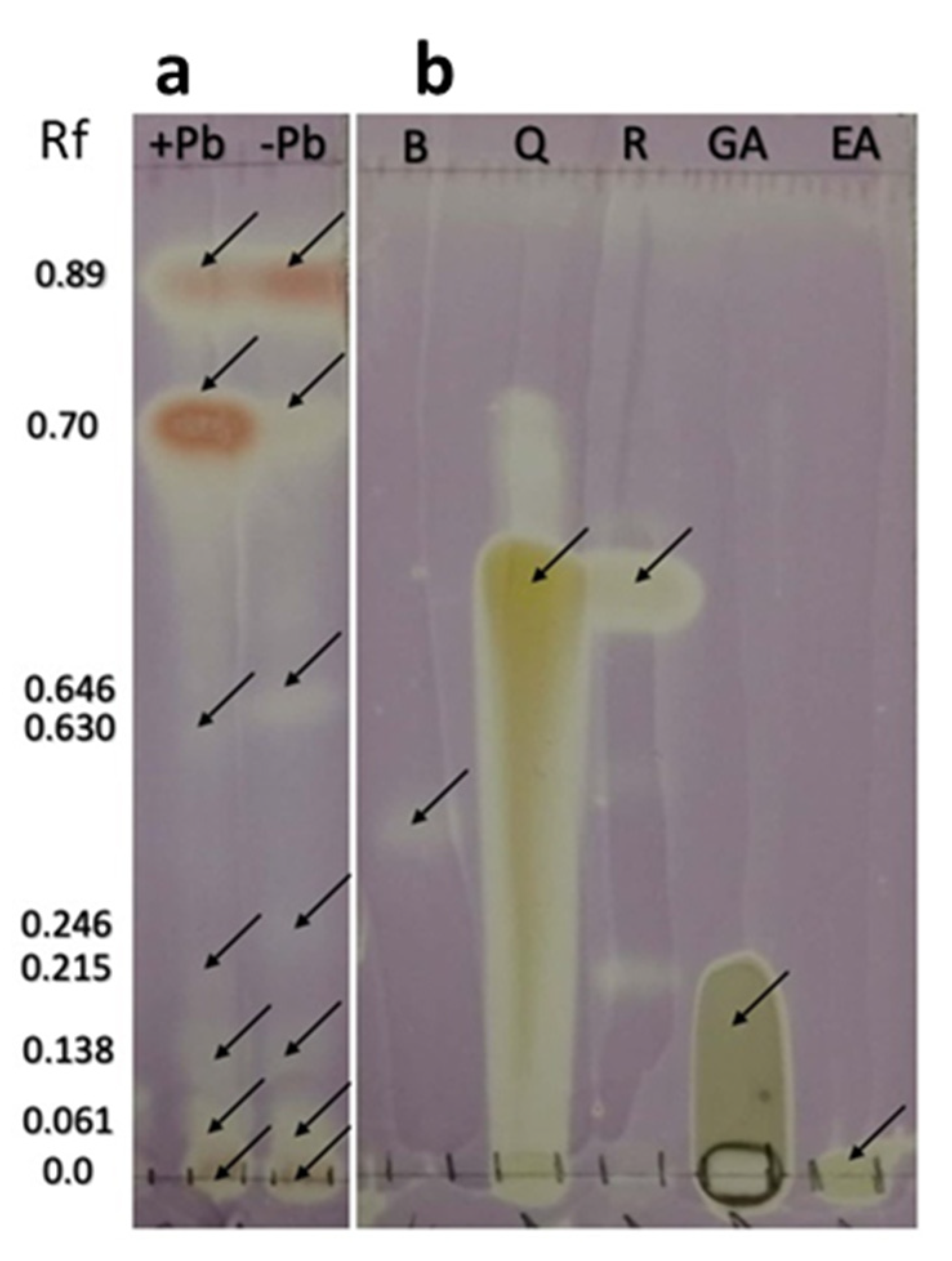 Microorganisms 08 00226 g009