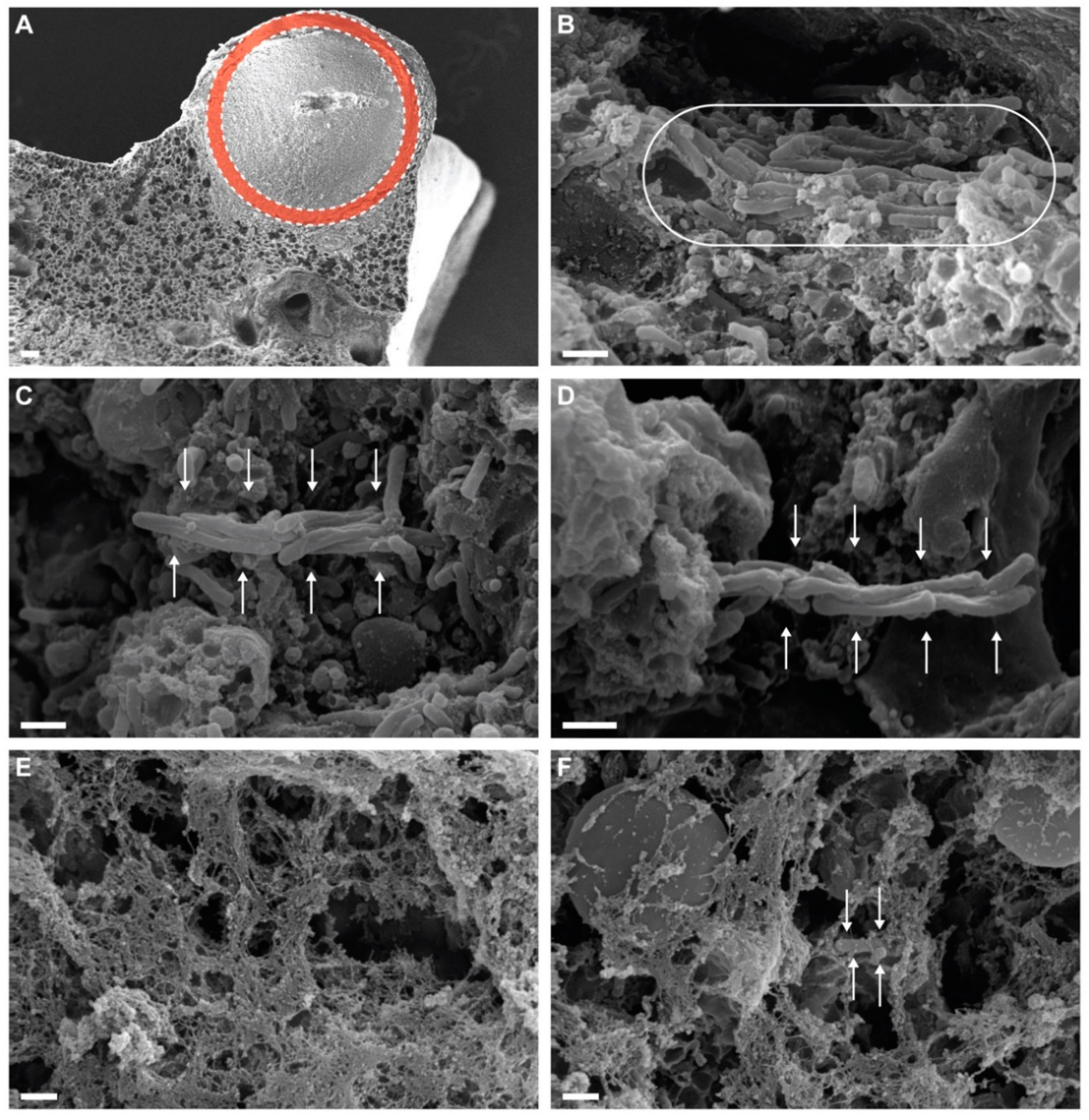 Microorganisms 08 00228 g002 Microorganisms 08 00228 g002