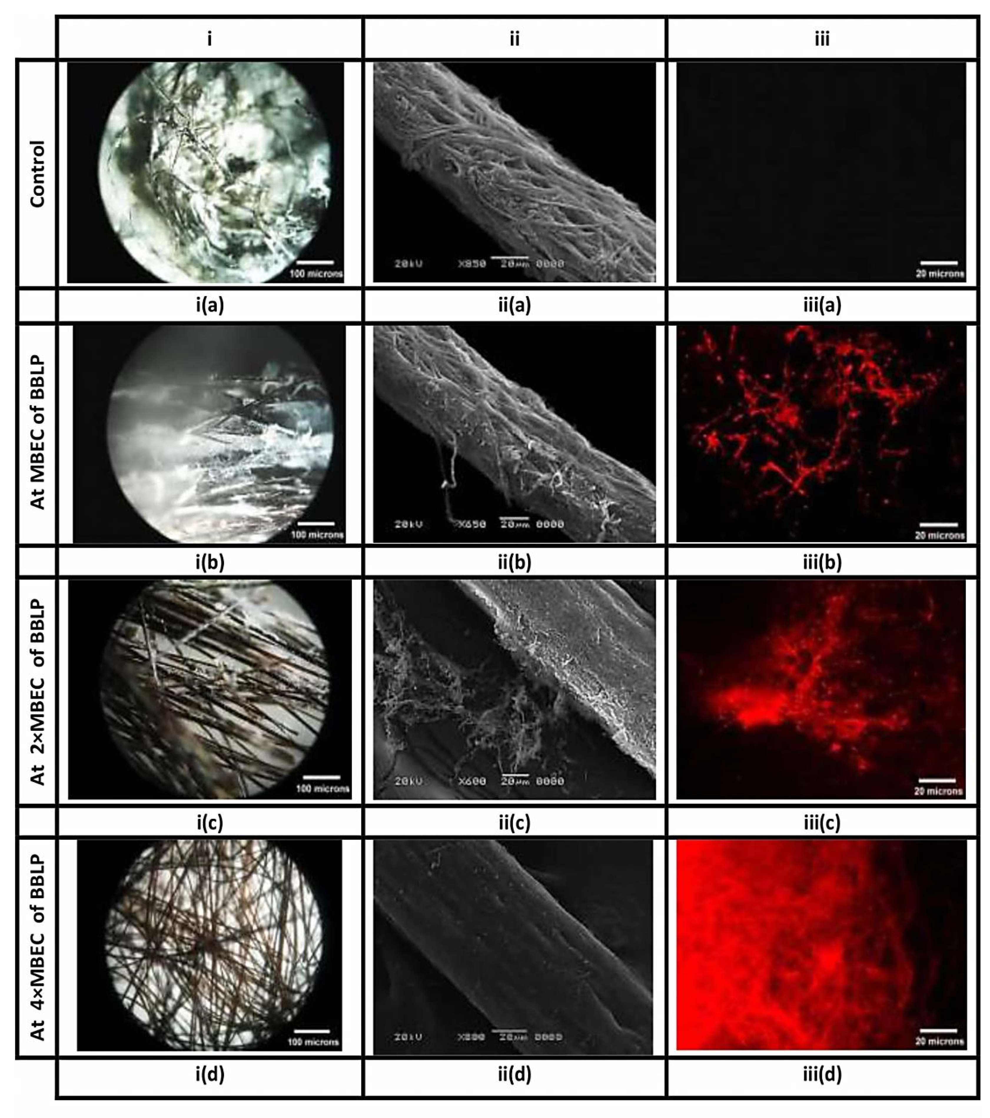 Microorganisms 08 00232 g006 Microorganisms 08 00232 g006