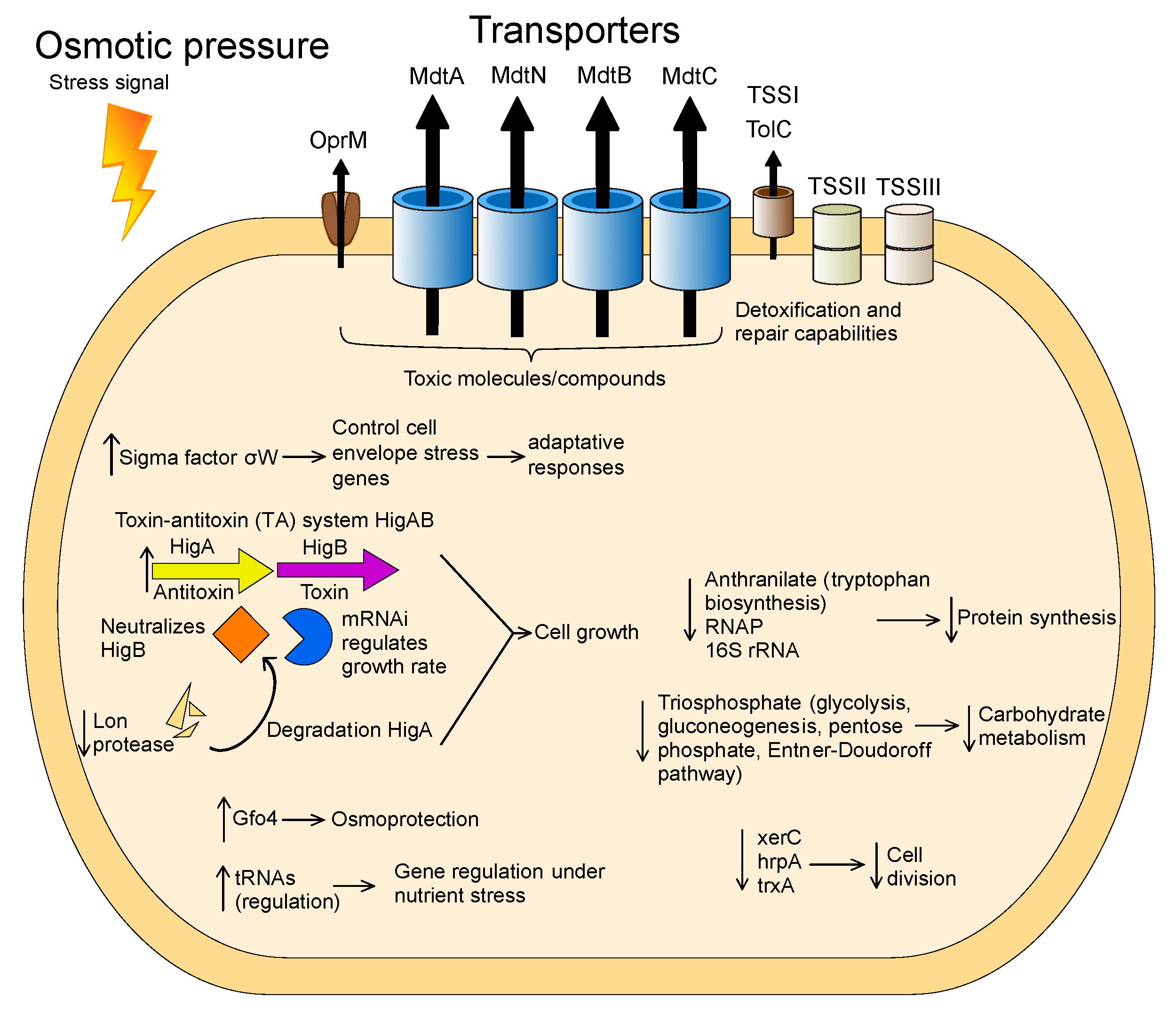 Microorganisms 08 00244 g007