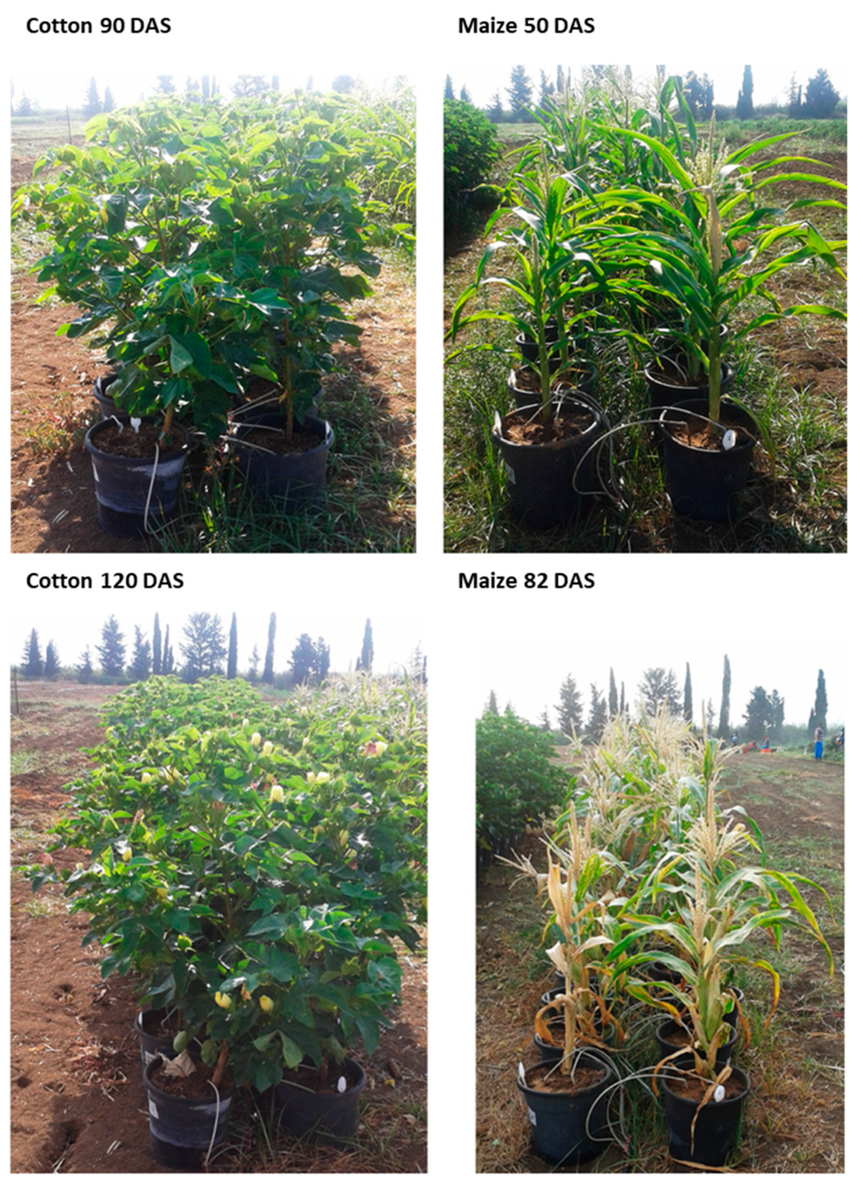 Microorganisms 08 00249 g006