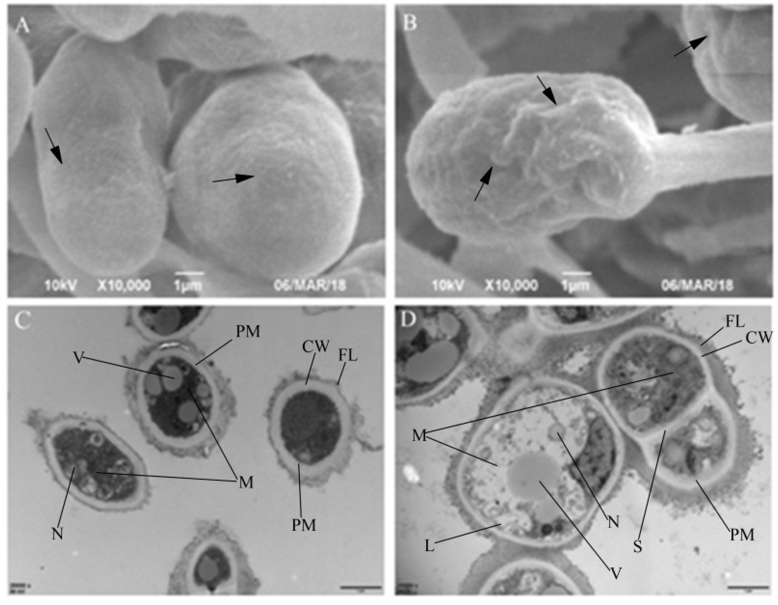 Microorganisms 08 00256 g003 Microorganisms 08 00256 g003