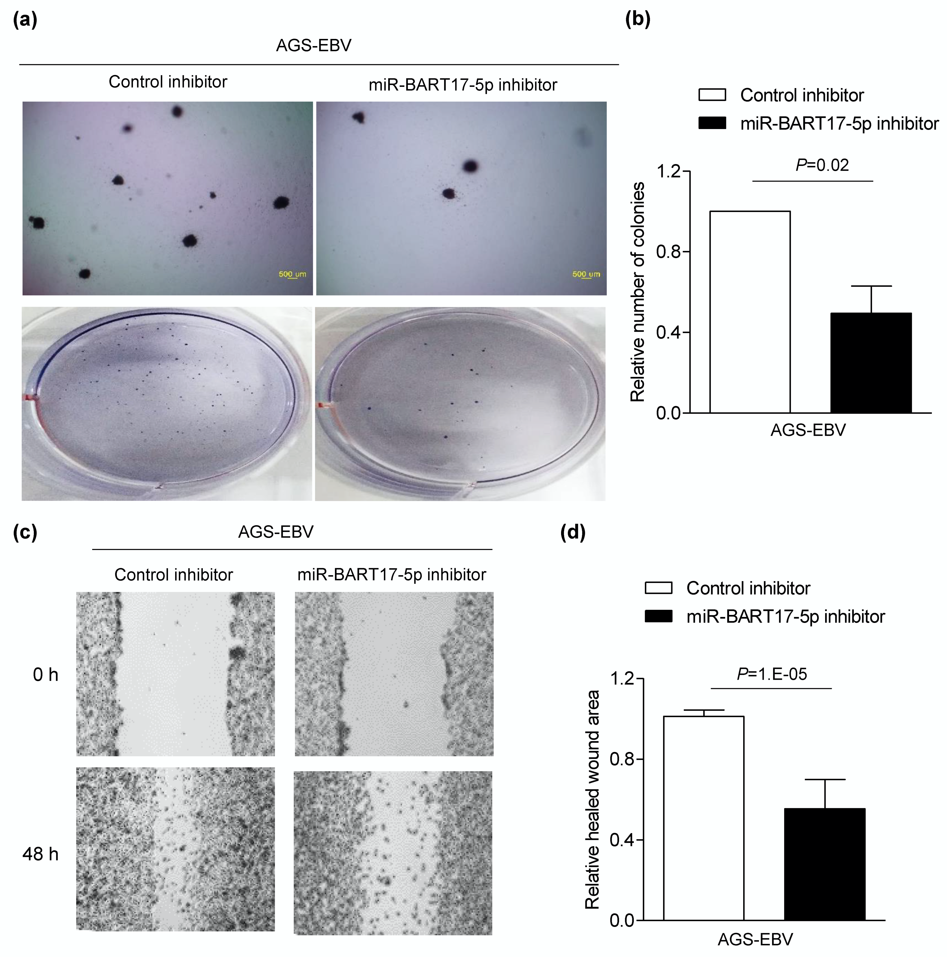 Microorganisms 08 00258 g005