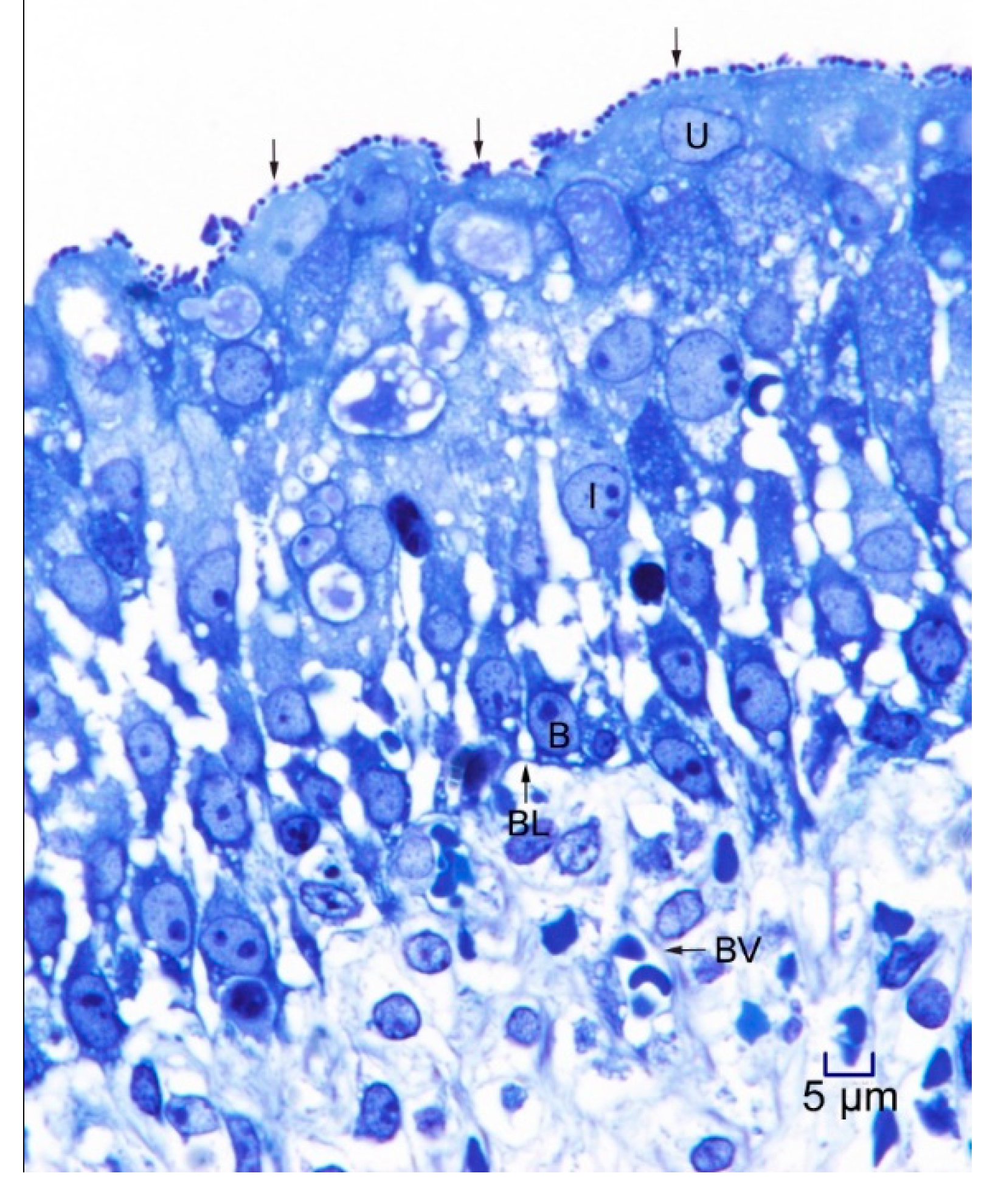 Microorganisms 08 00263 g001 Microorganisms 08 00263 g001