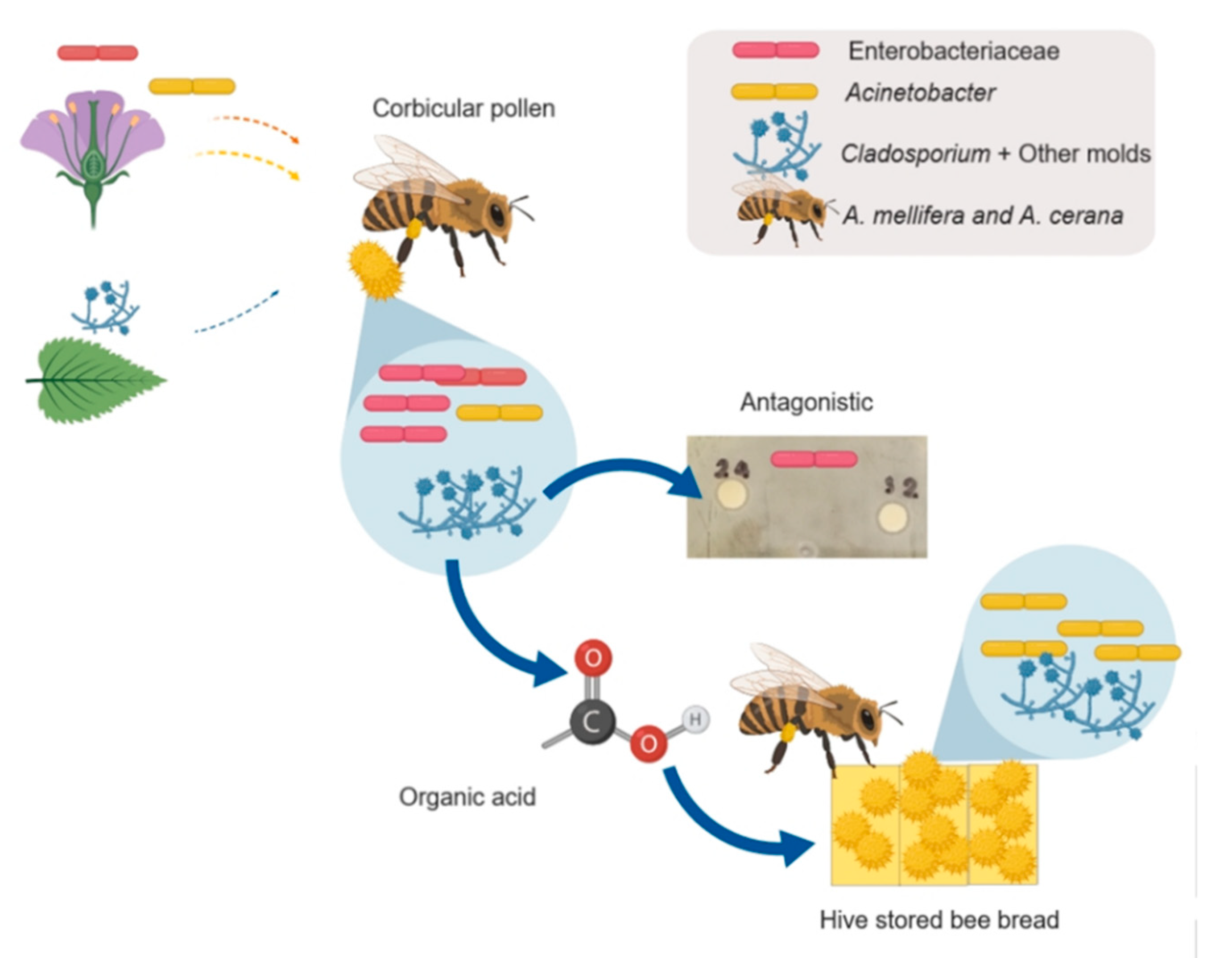 Farah Blog Bees And Flowers Are Biotic Factors In An Ecosystem Bees And Flowers Bee Lab
