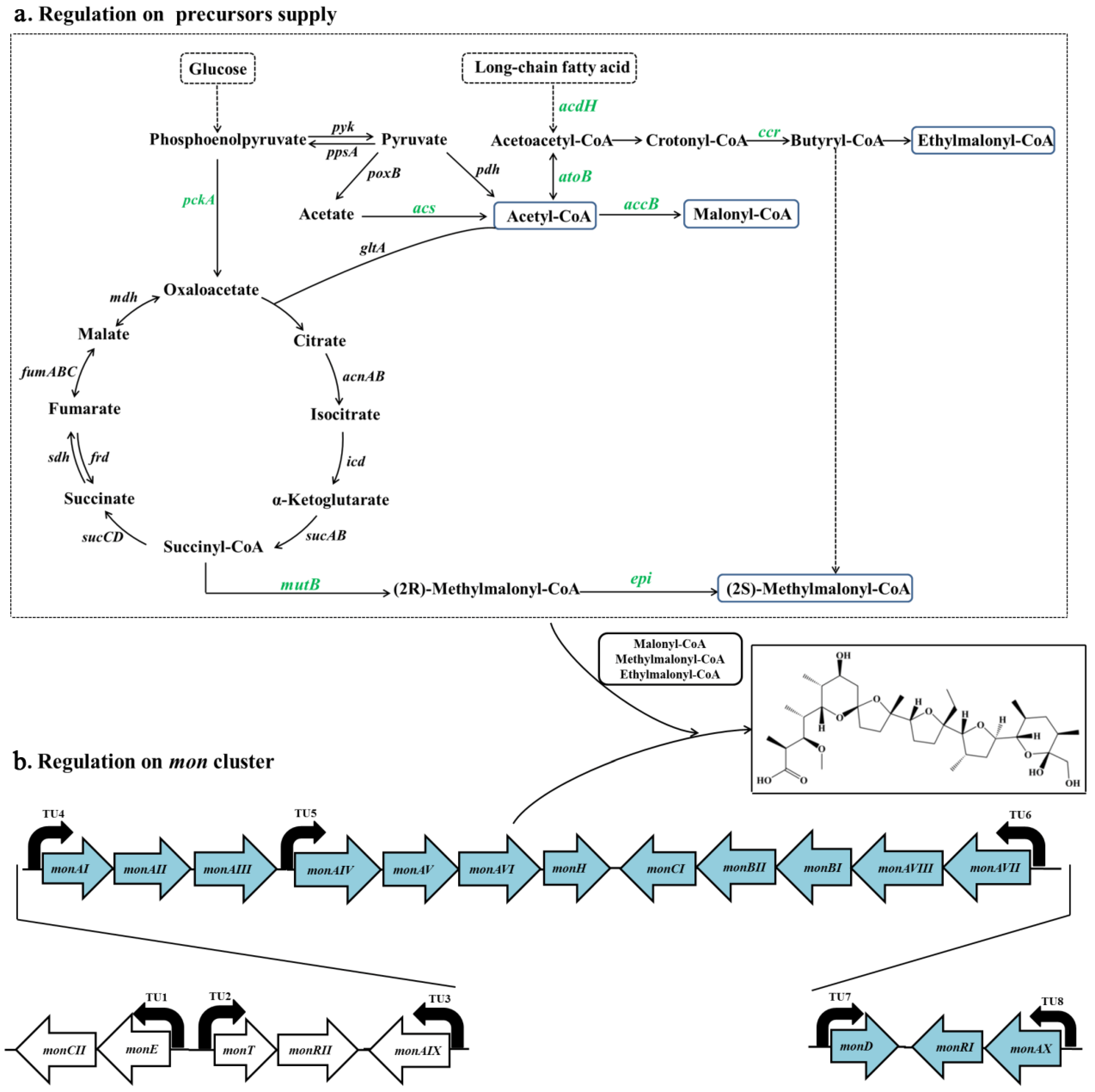 Microorganisms 08 00271 g006