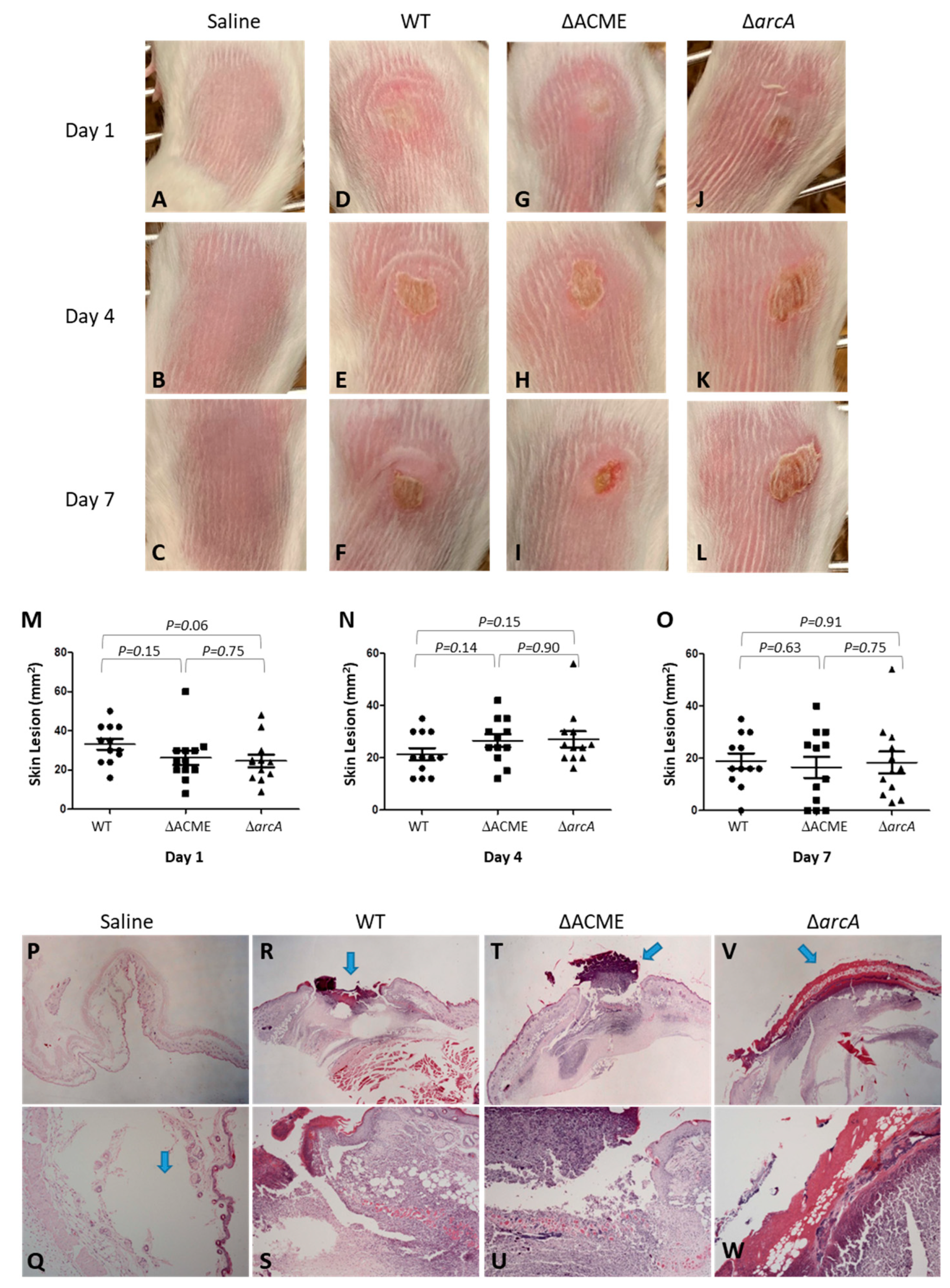 Microorganisms 08 00275 g008 Microorganisms 08 00275 g008