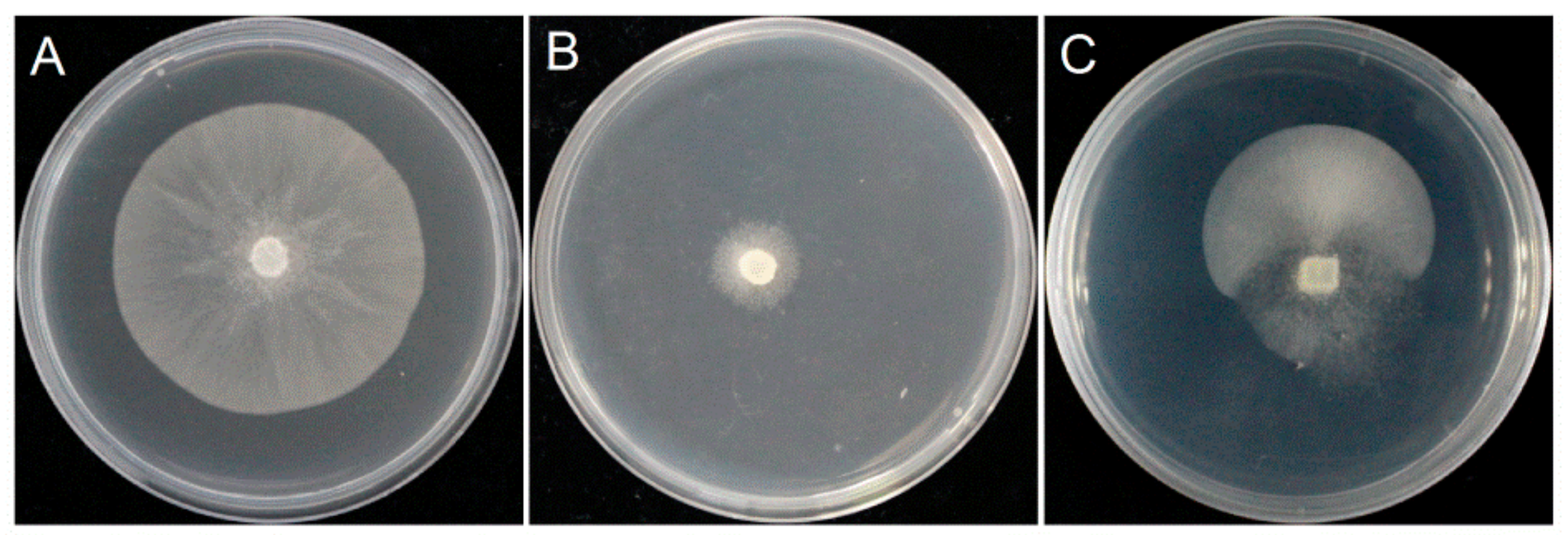 Microorganisms 08 00278 g001