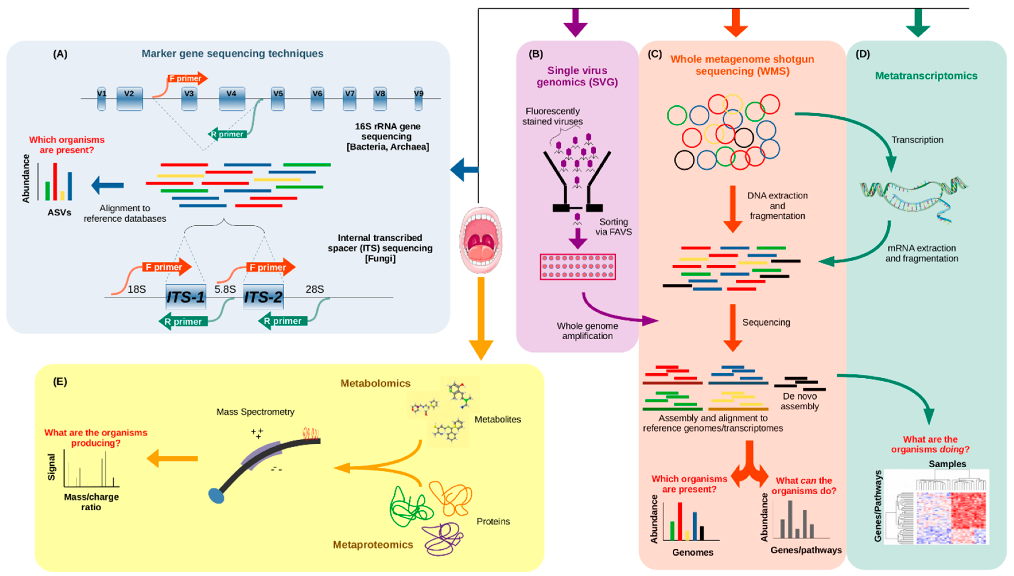 Microorganisms Free Full Text The Human Oral Microbiome In Health And Disease From Sequences To Ecosystems Html