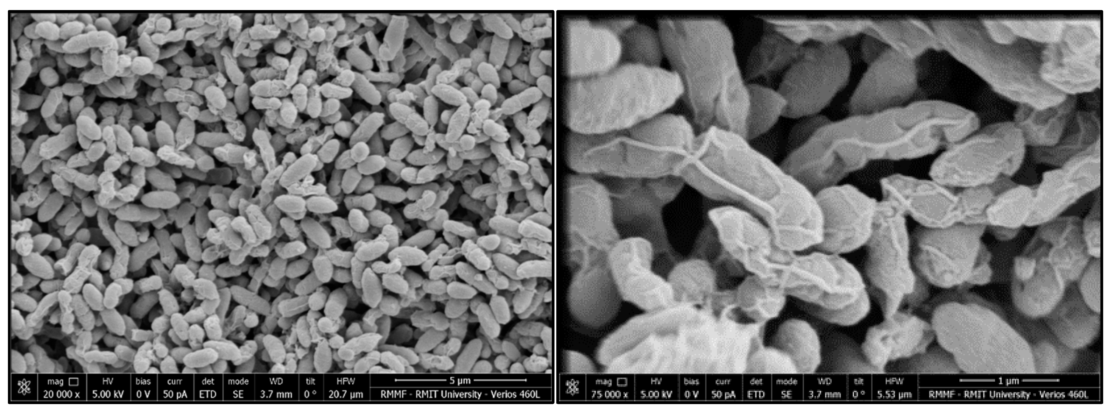 Microorganisms 08 00309 g002