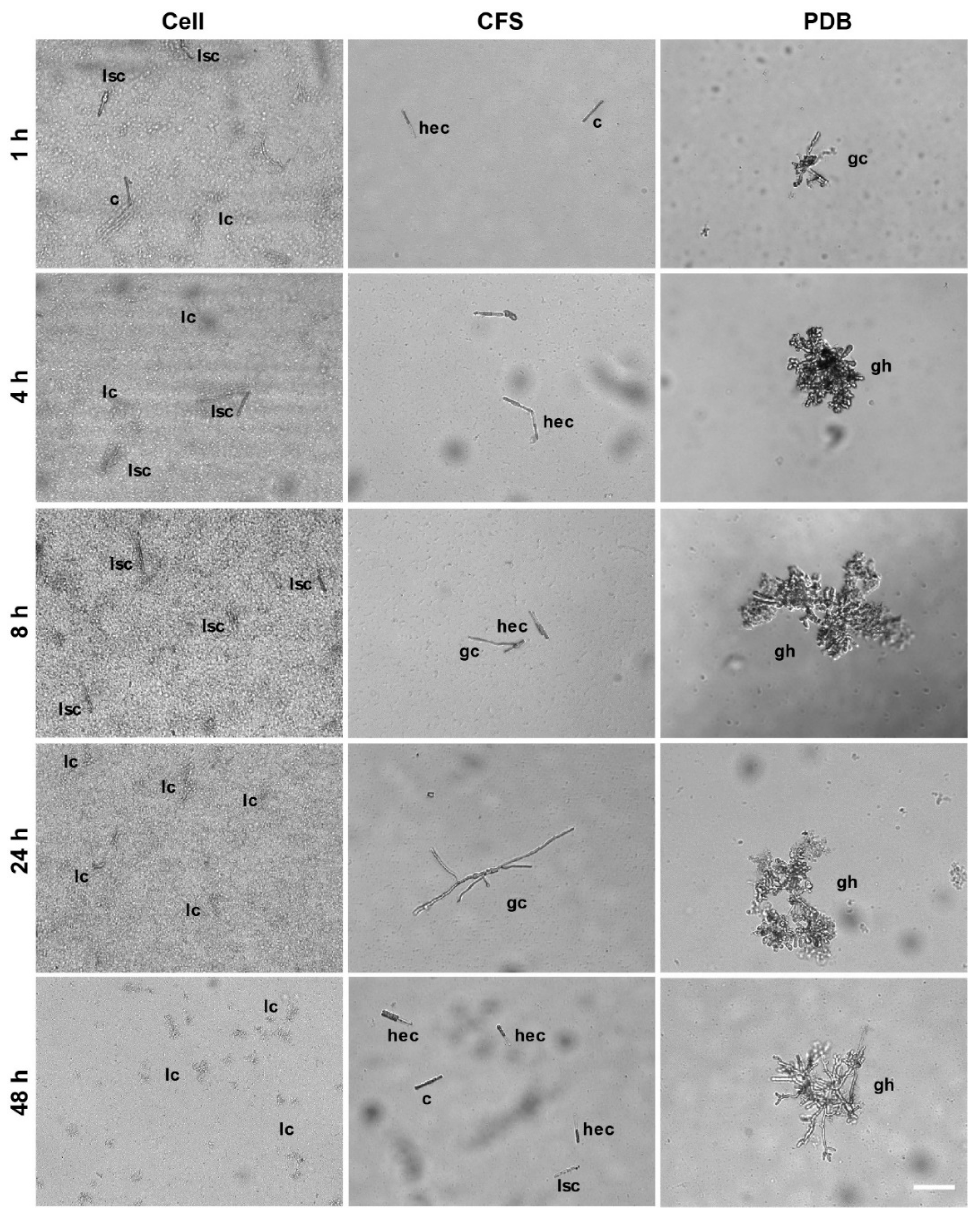 Microorganisms 08 00310 g002