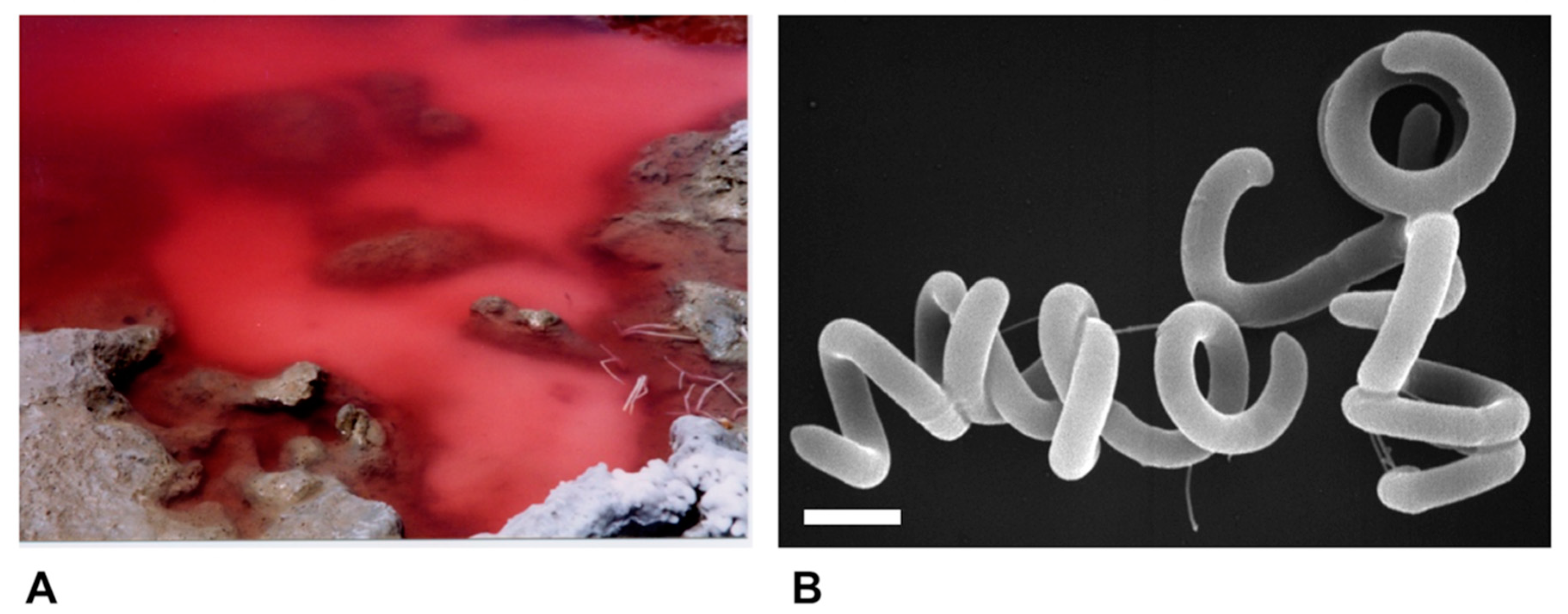 Microorganisms 08 00313 g002 Microorganisms 08 00313 g002