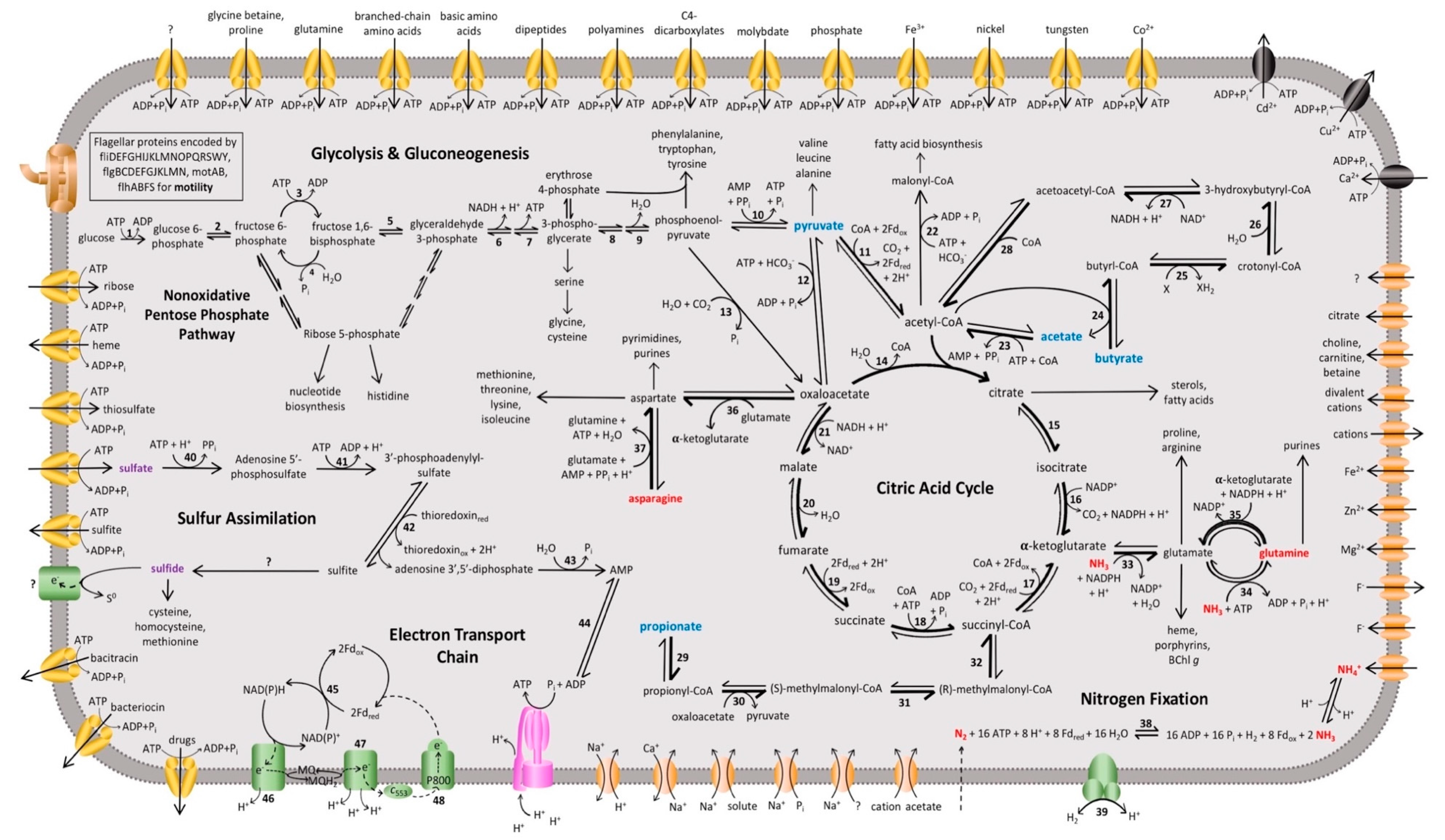 Microorganisms 08 00313 g003 Microorganisms 08 00313 g003