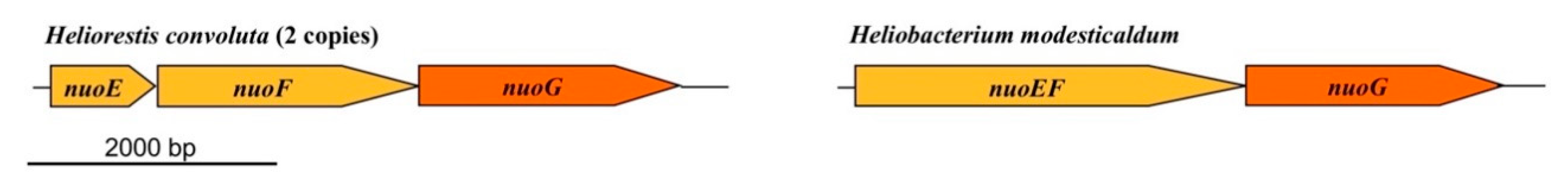 Microorganisms 08 00313 g007 Microorganisms 08 00313 g007