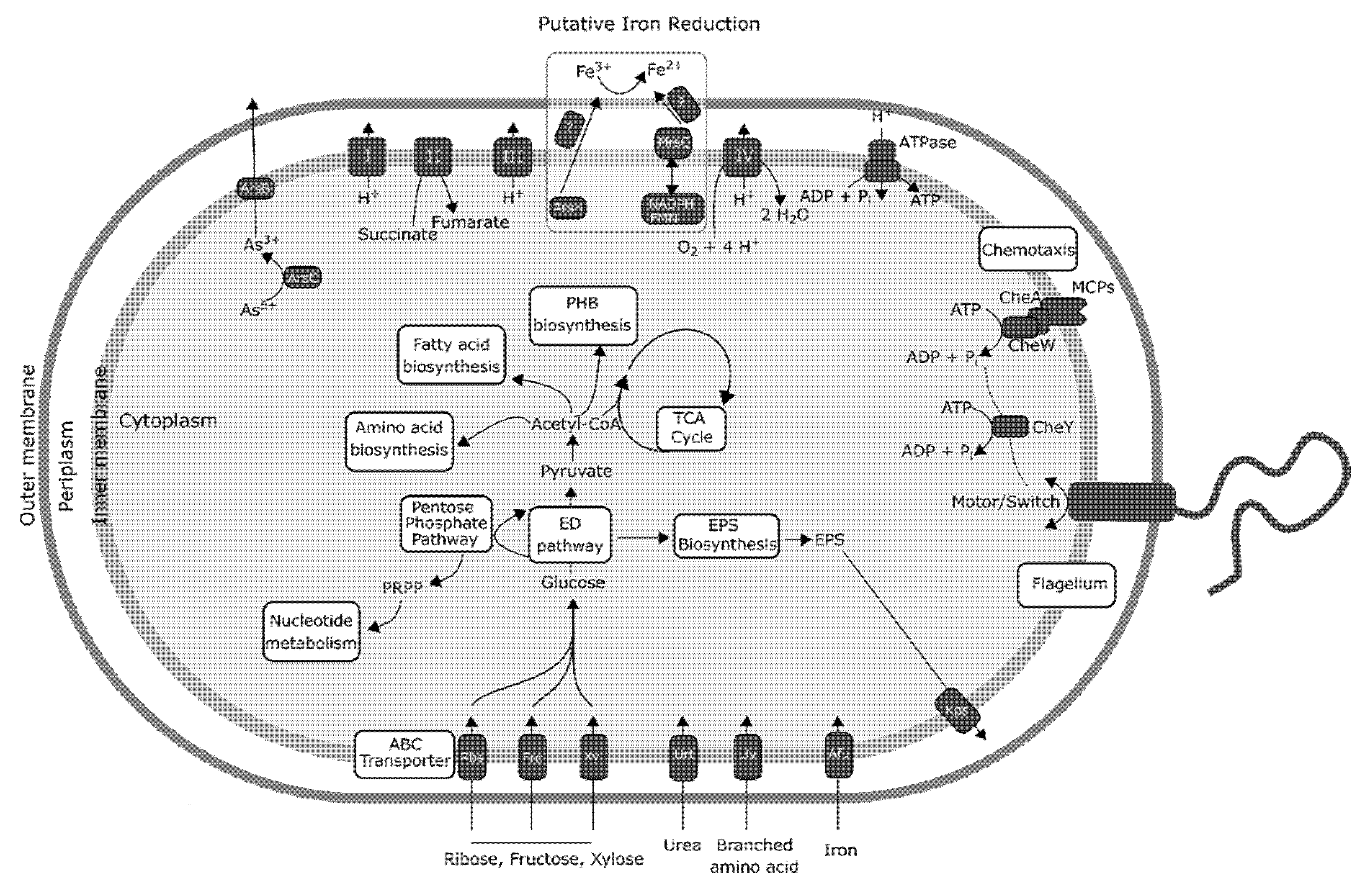 Microorganisms 08 00314 g004