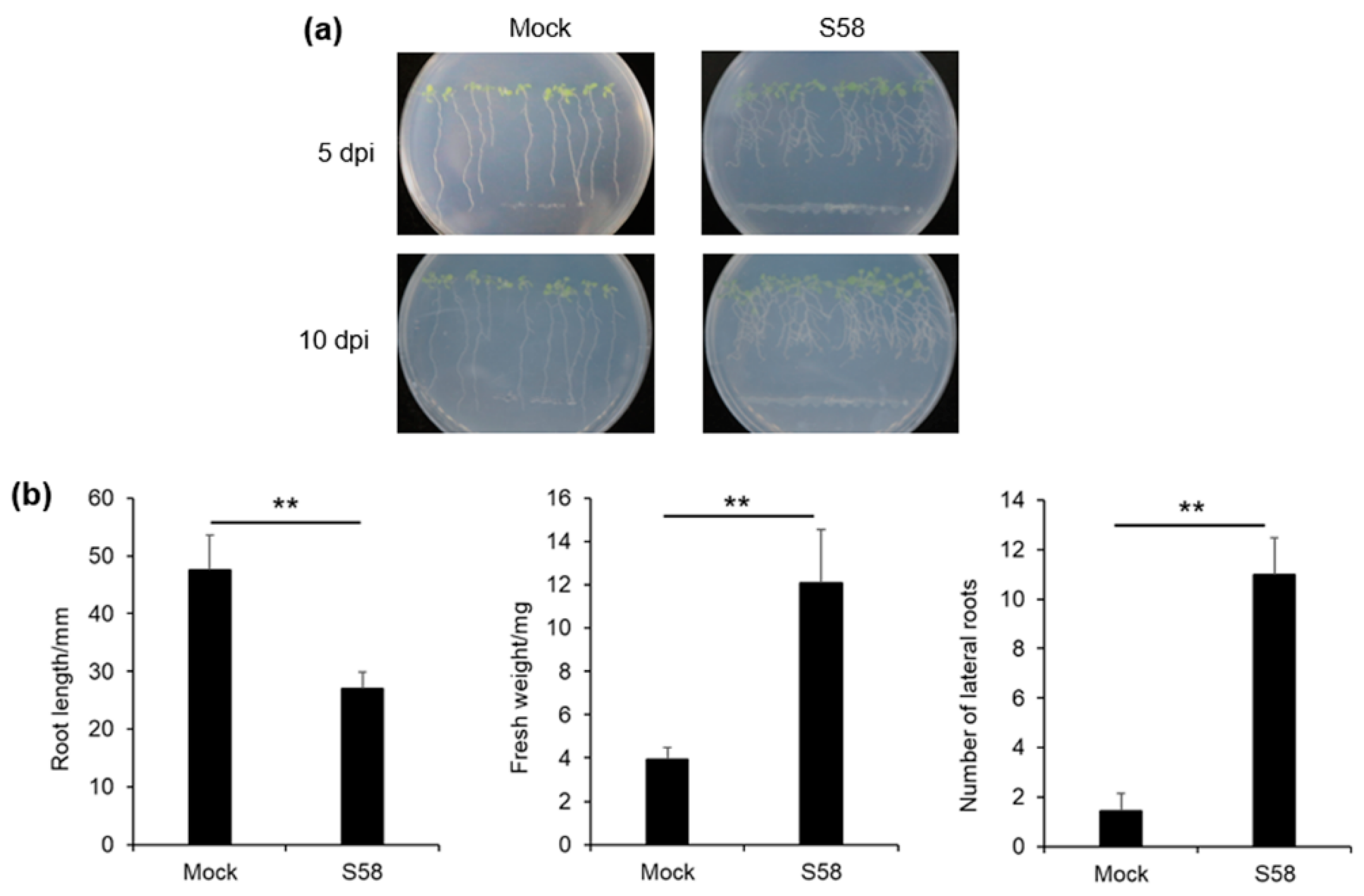 Microorganisms 08 00334 g004 Microorganisms 08 00334 g004