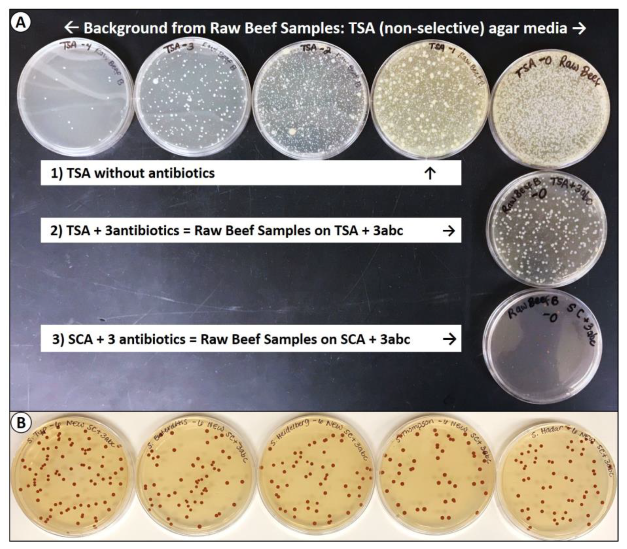 Microorganisms 08 00338 g004 Microorganisms 08 00338 g004