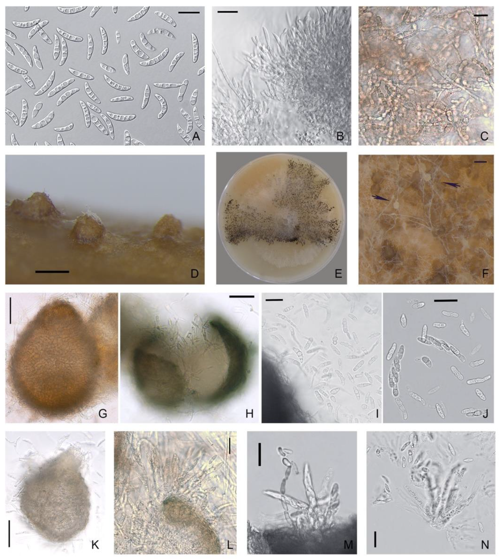 Microorganisms 08 00340 g003