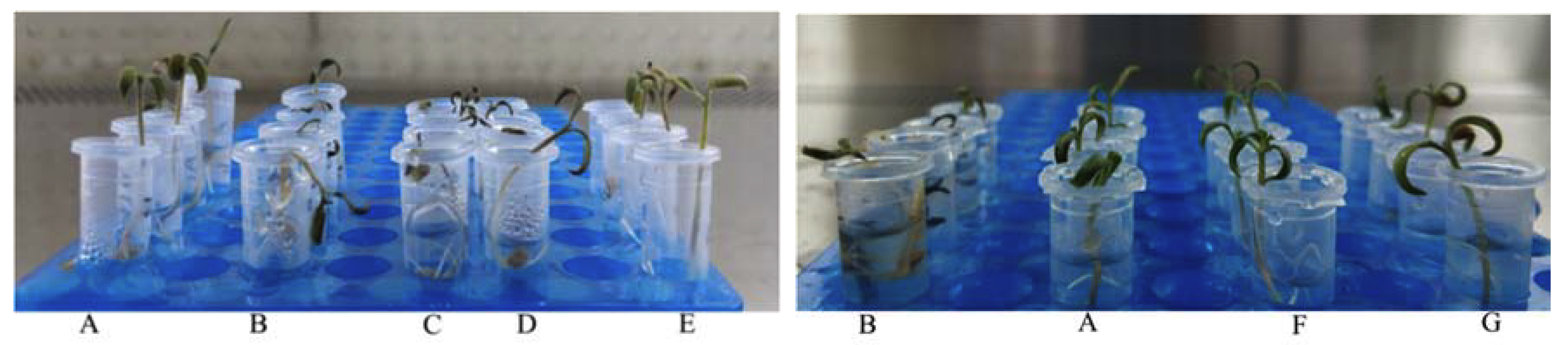 Microorganisms 08 00351 g004