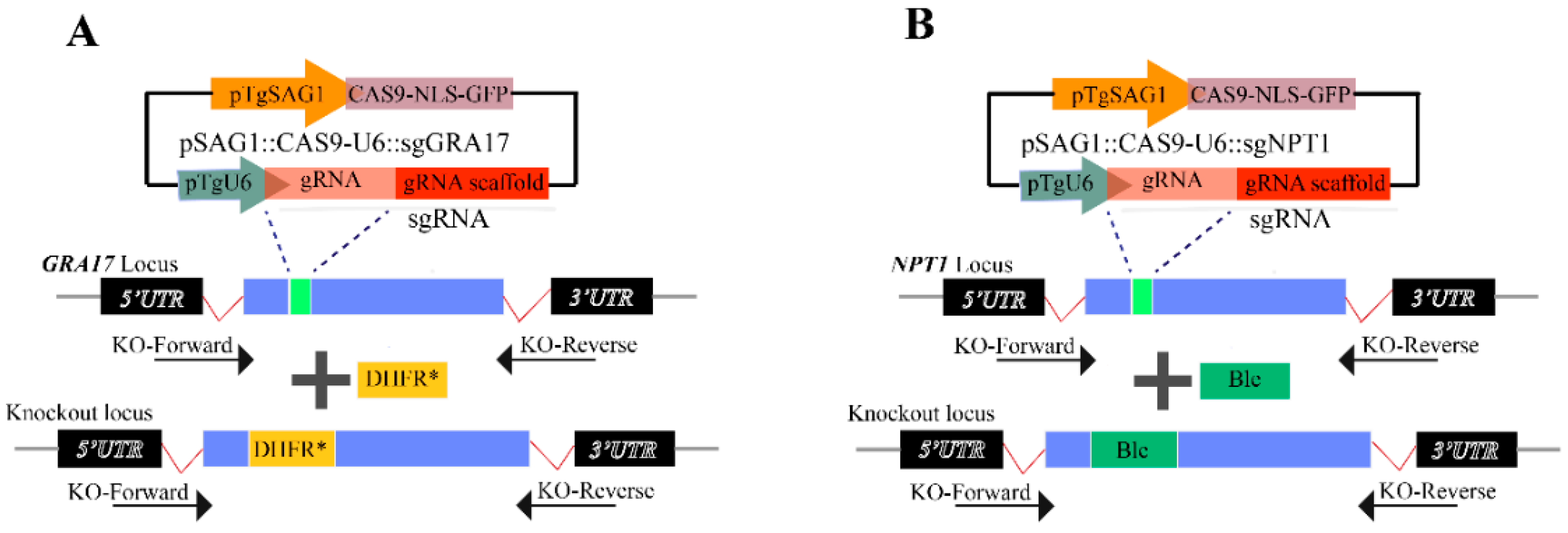 Microorganisms 08 00352 g001a Microorganisms 08 00352 g001a