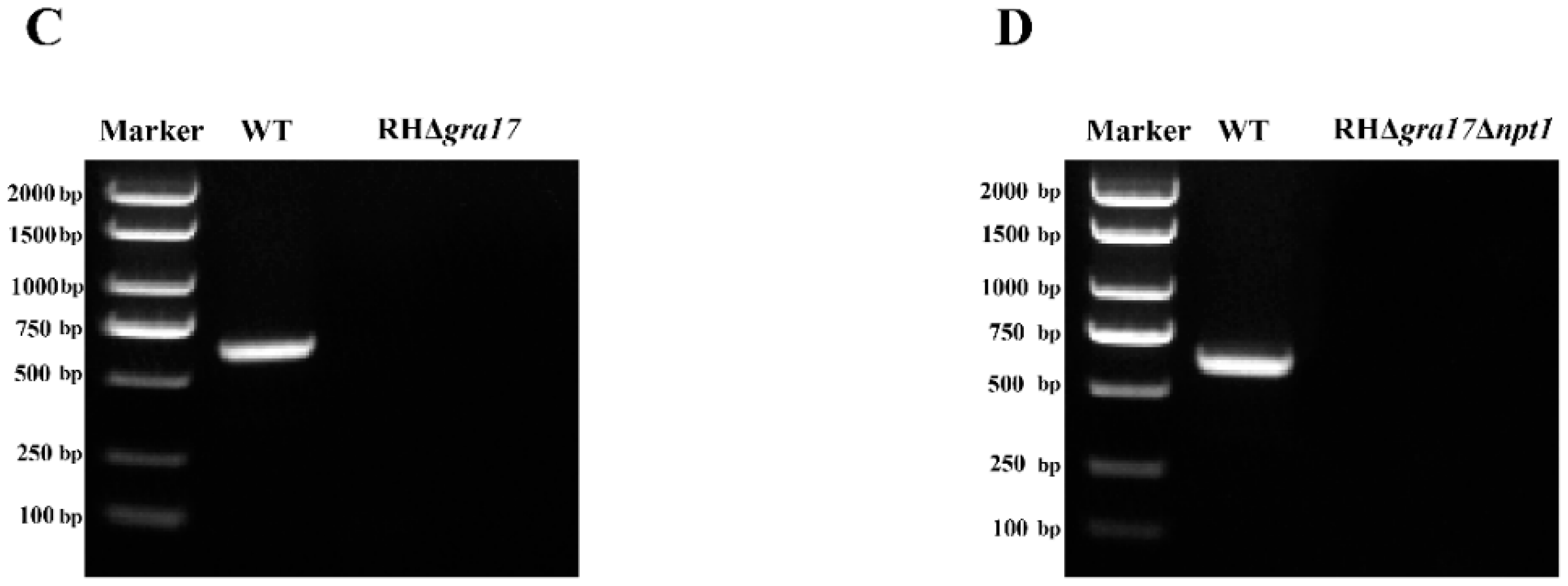Microorganisms 08 00352 g001b Microorganisms 08 00352 g001b