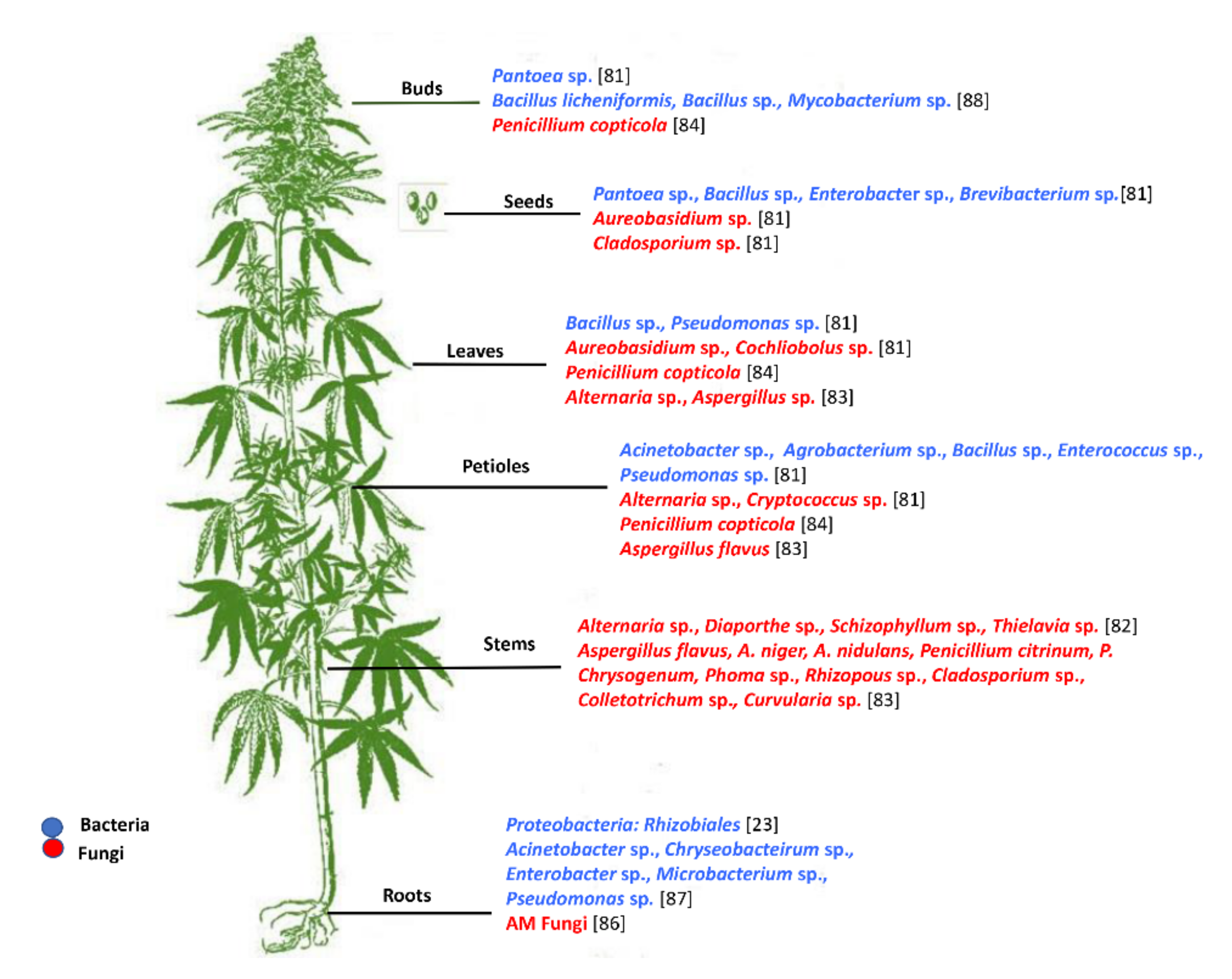 Botanists conduct first large-scale genetic study of marijuana, hemp