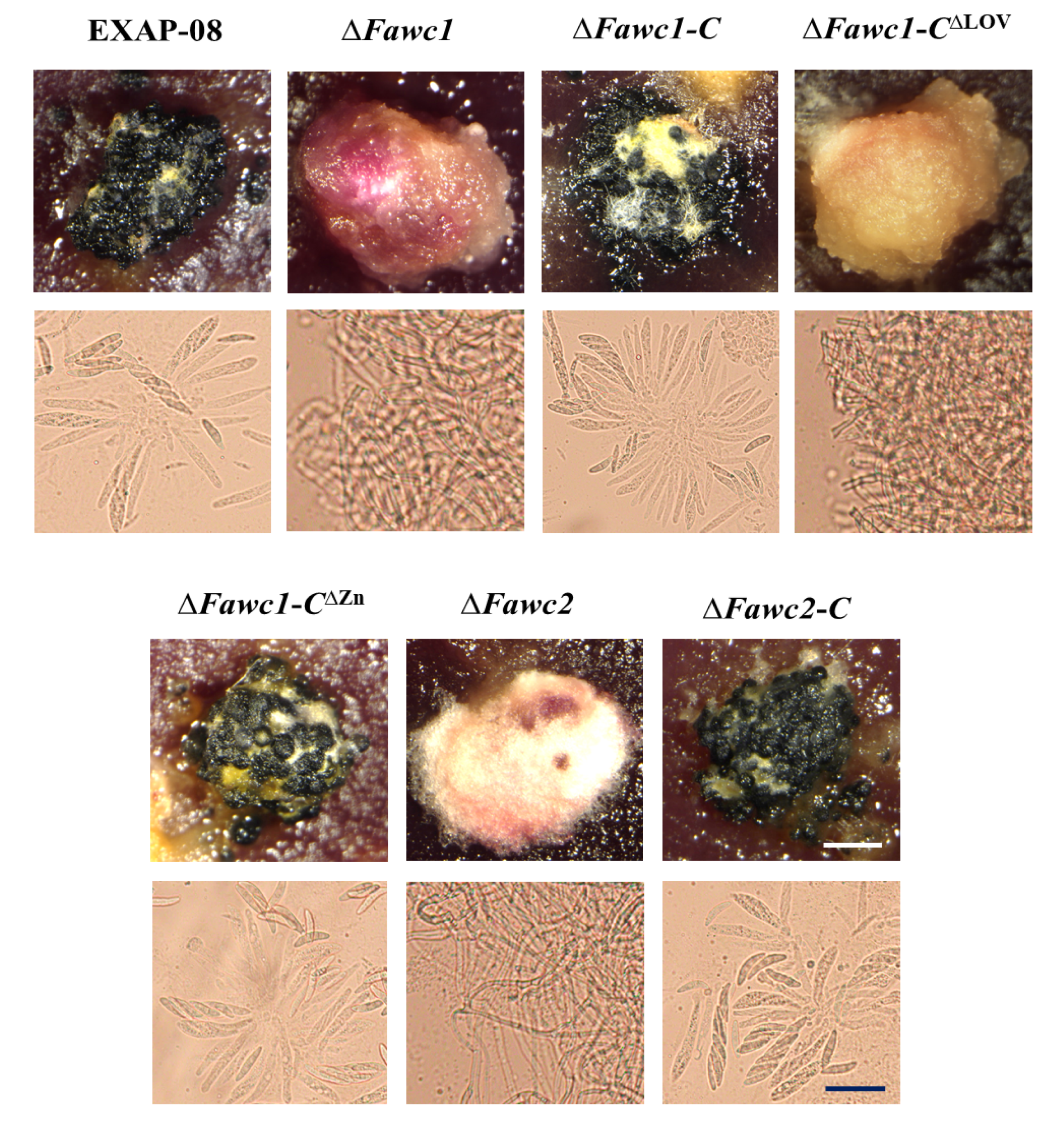 Microorganisms 08 00365 g005 Microorganisms 08 00365 g005