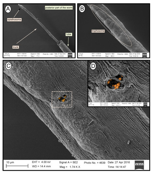 Microorganisms 08 00367 g002 550