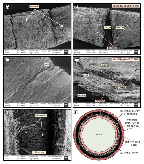 Microorganisms 08 00367 g004 550