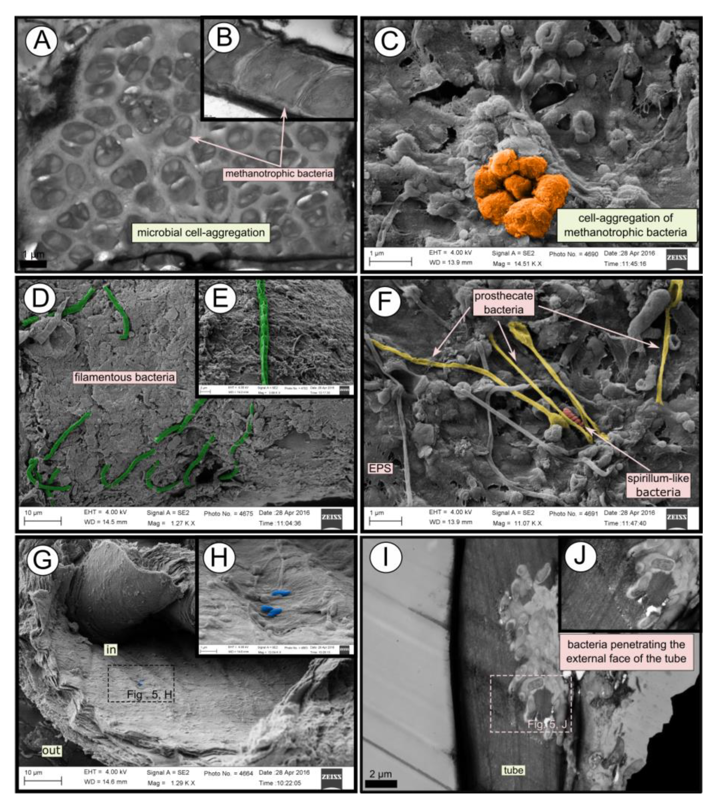 Microorganisms 08 00367 g005 Microorganisms 08 00367 g005
