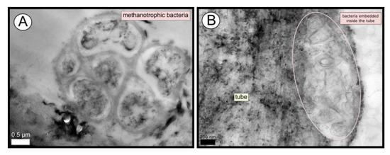 Microorganisms 08 00367 g006 550