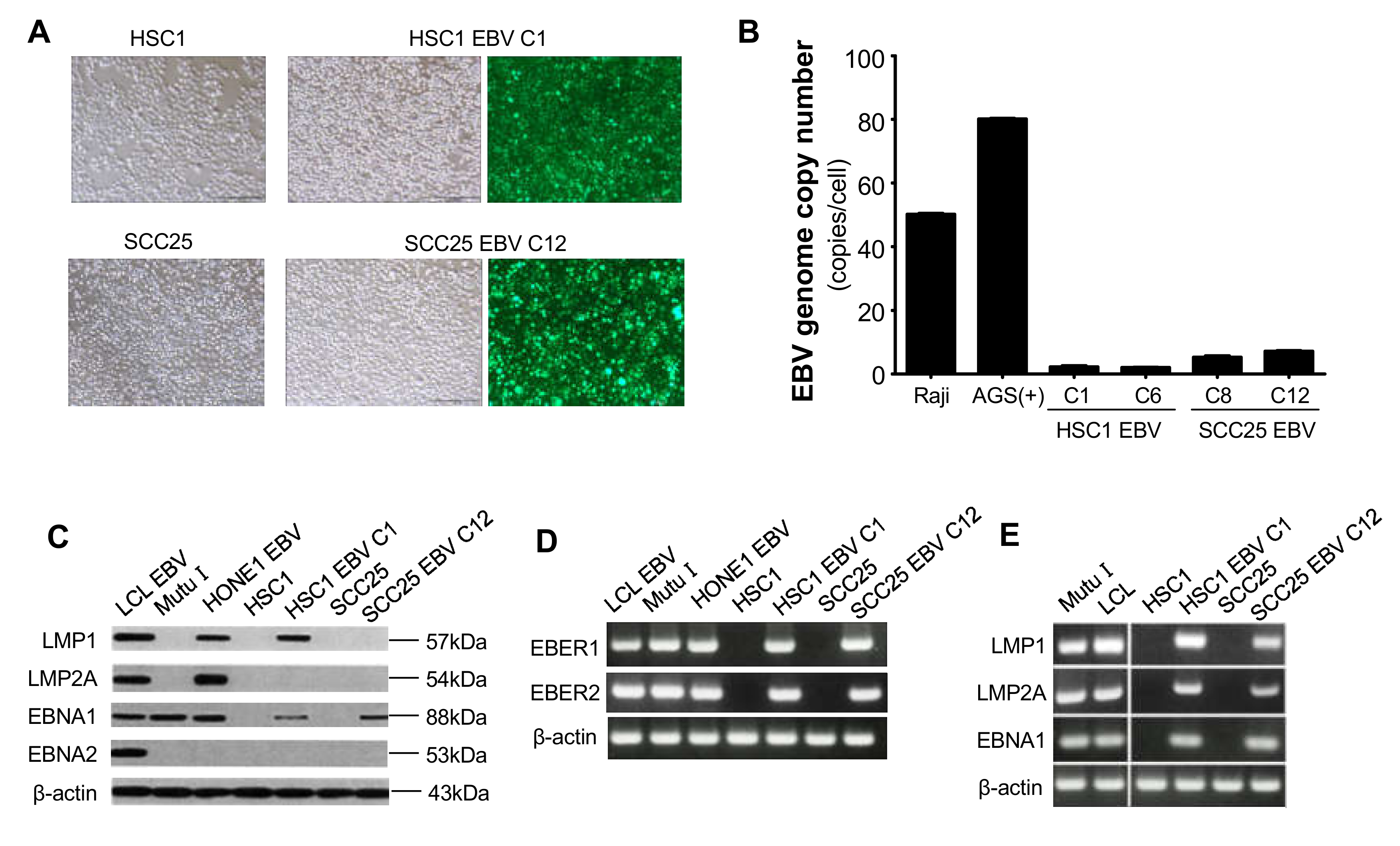 Microorganisms 08 00419 g002
