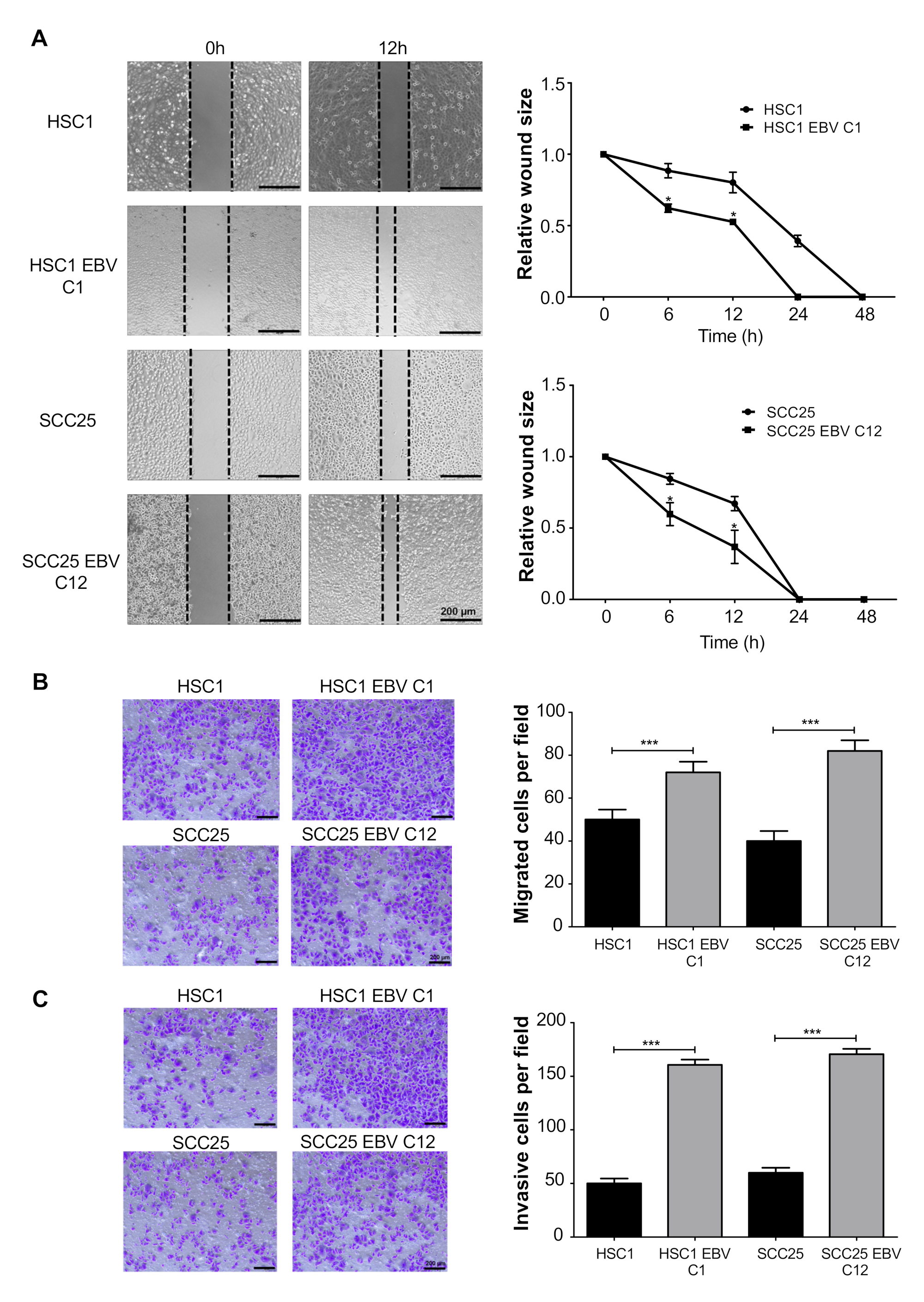 Microorganisms 08 00419 g007