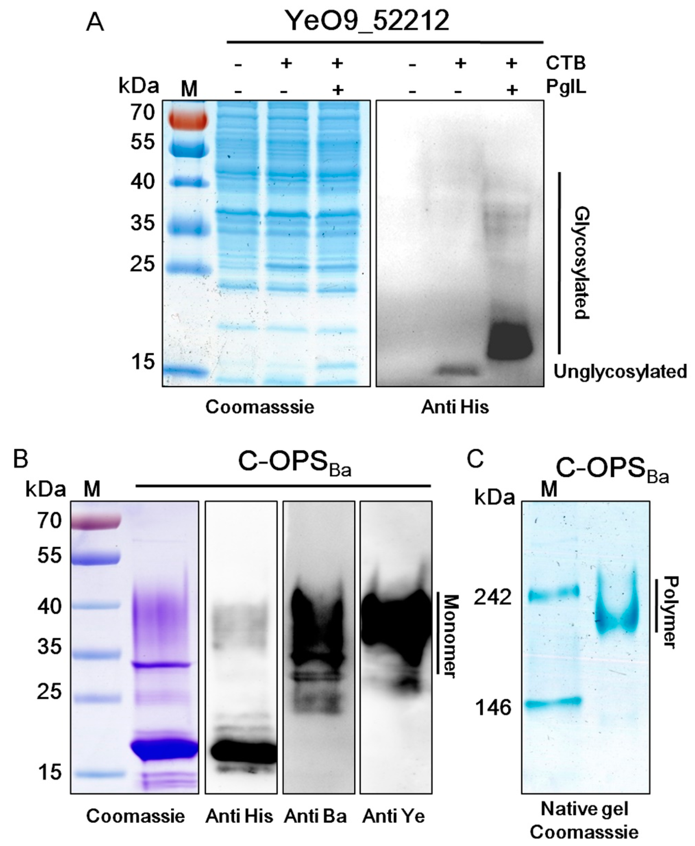 Microorganisms 08 00436 g001
