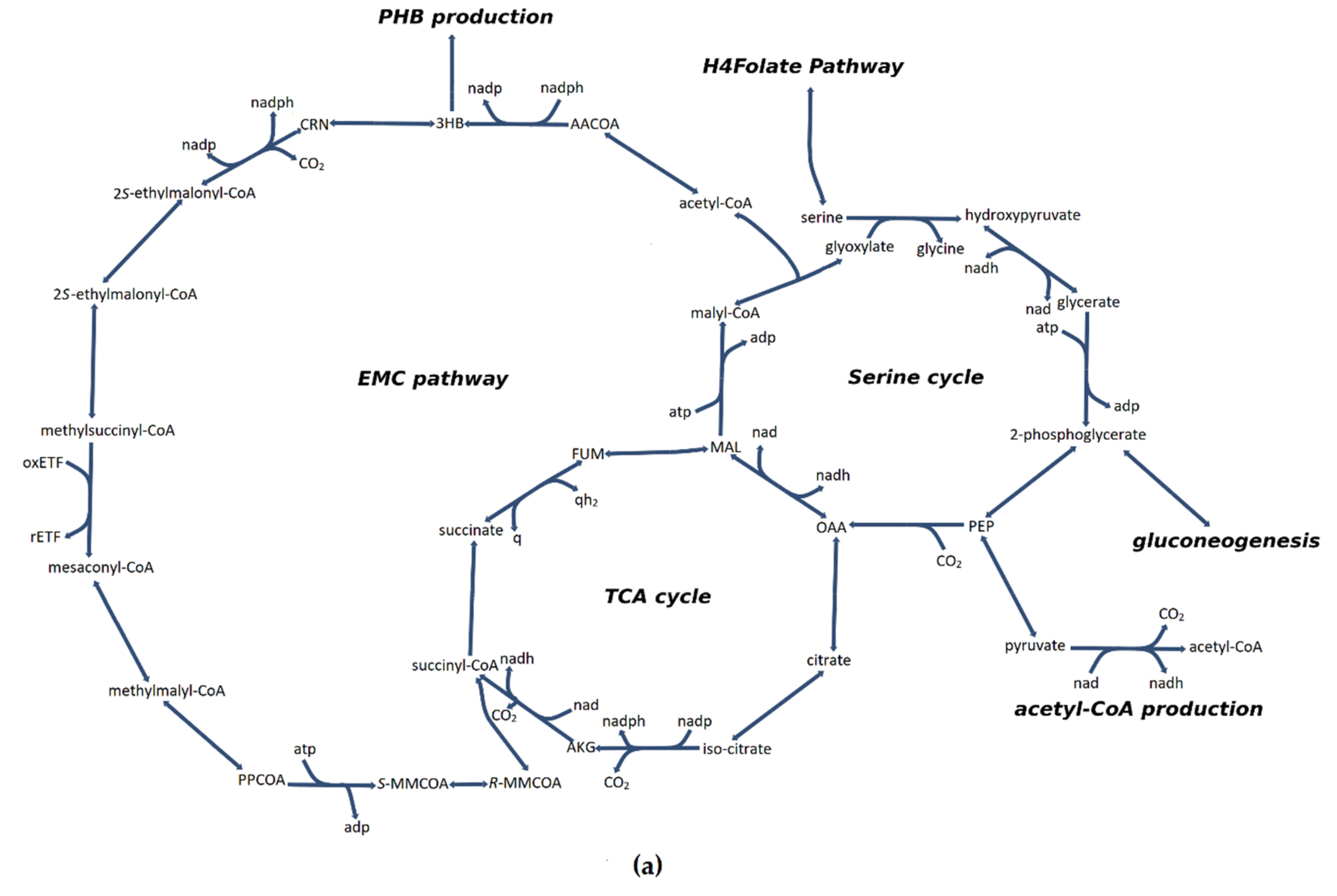 Microorganisms 08 00437 g005a Microorganisms 08 00437 g005a