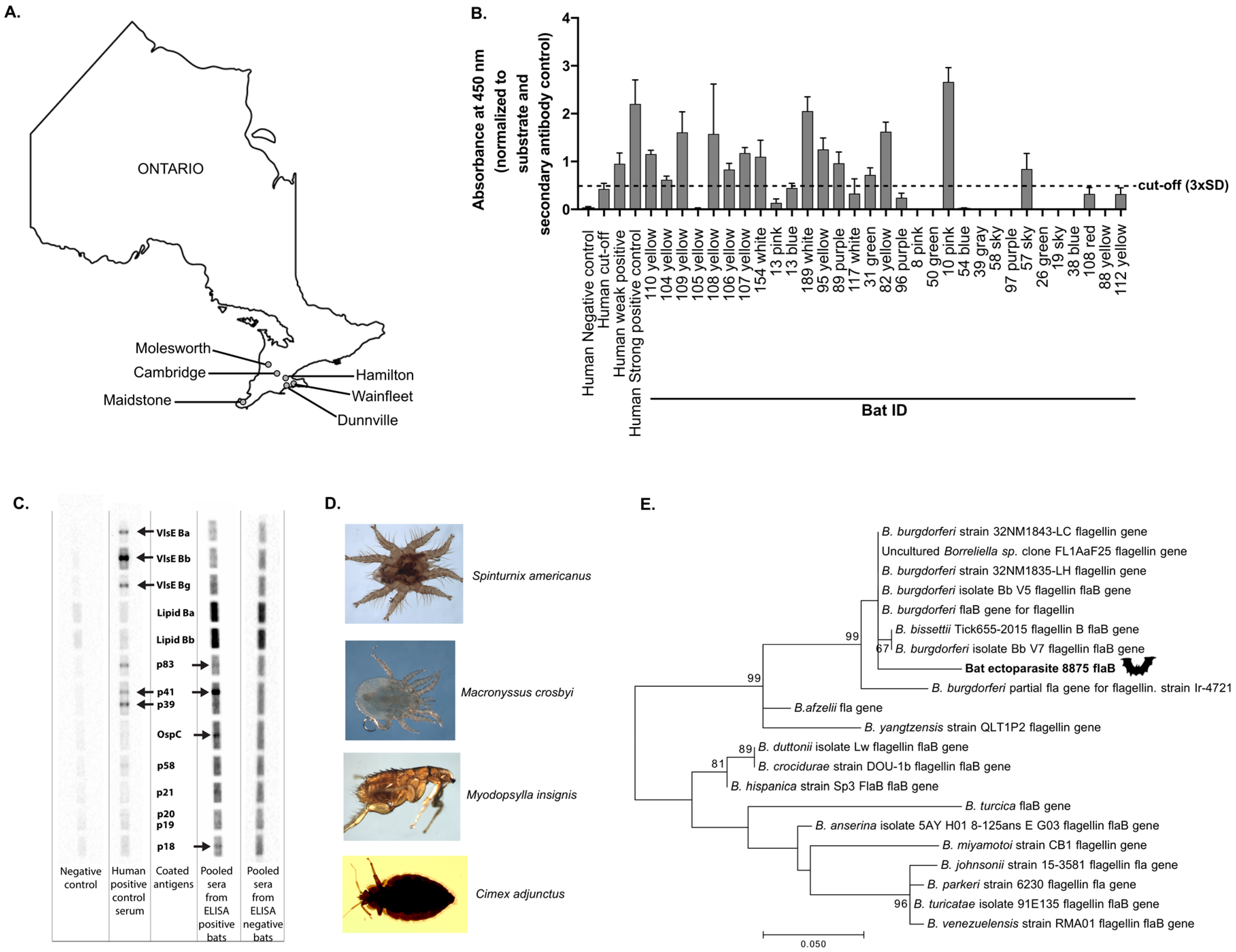 Microorganisms 08 00440 g001