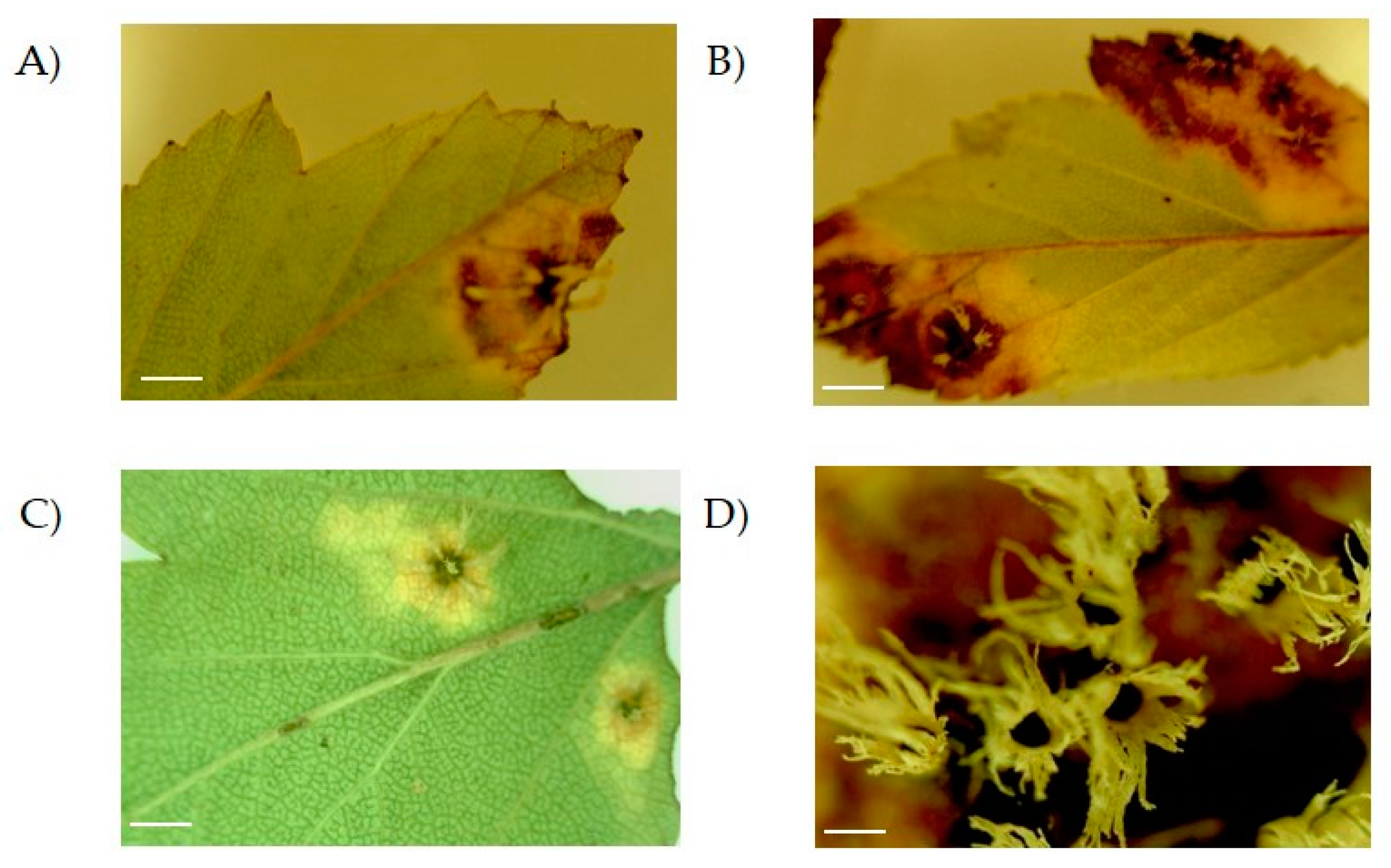 Microorganisms 08 00459 g001