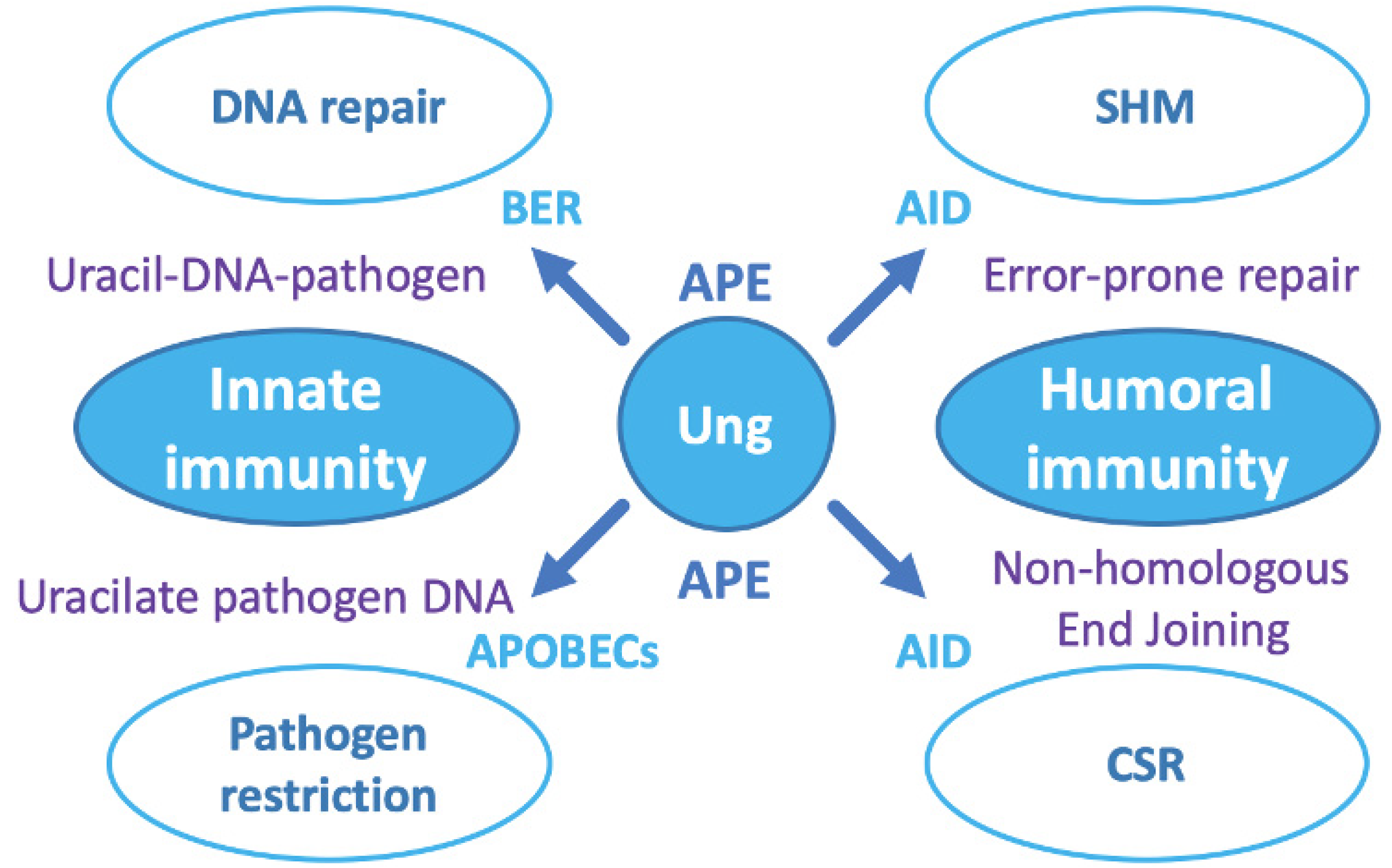 Microorganisms 08 00461 g004
