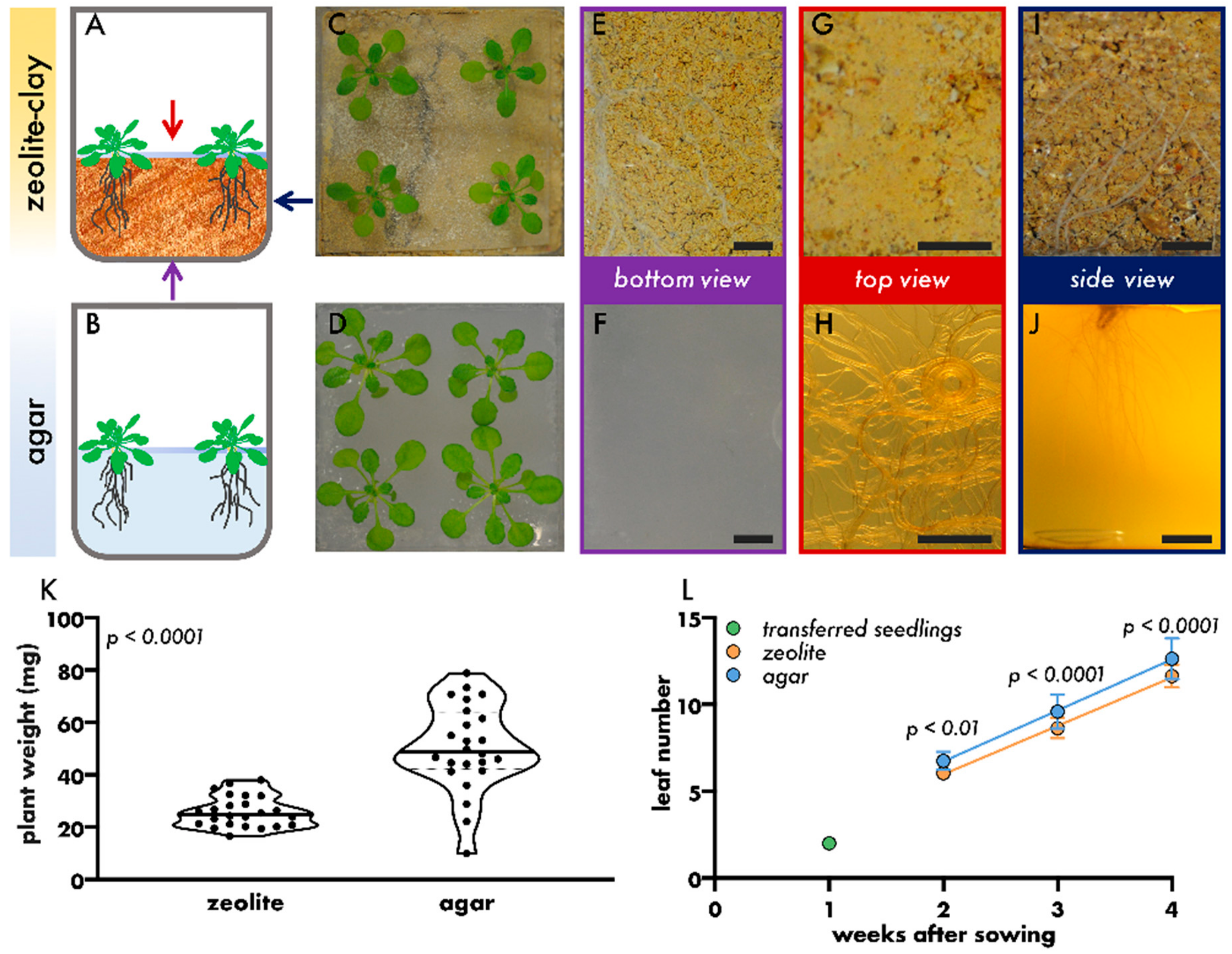 Microorganisms 08 00464 g001
