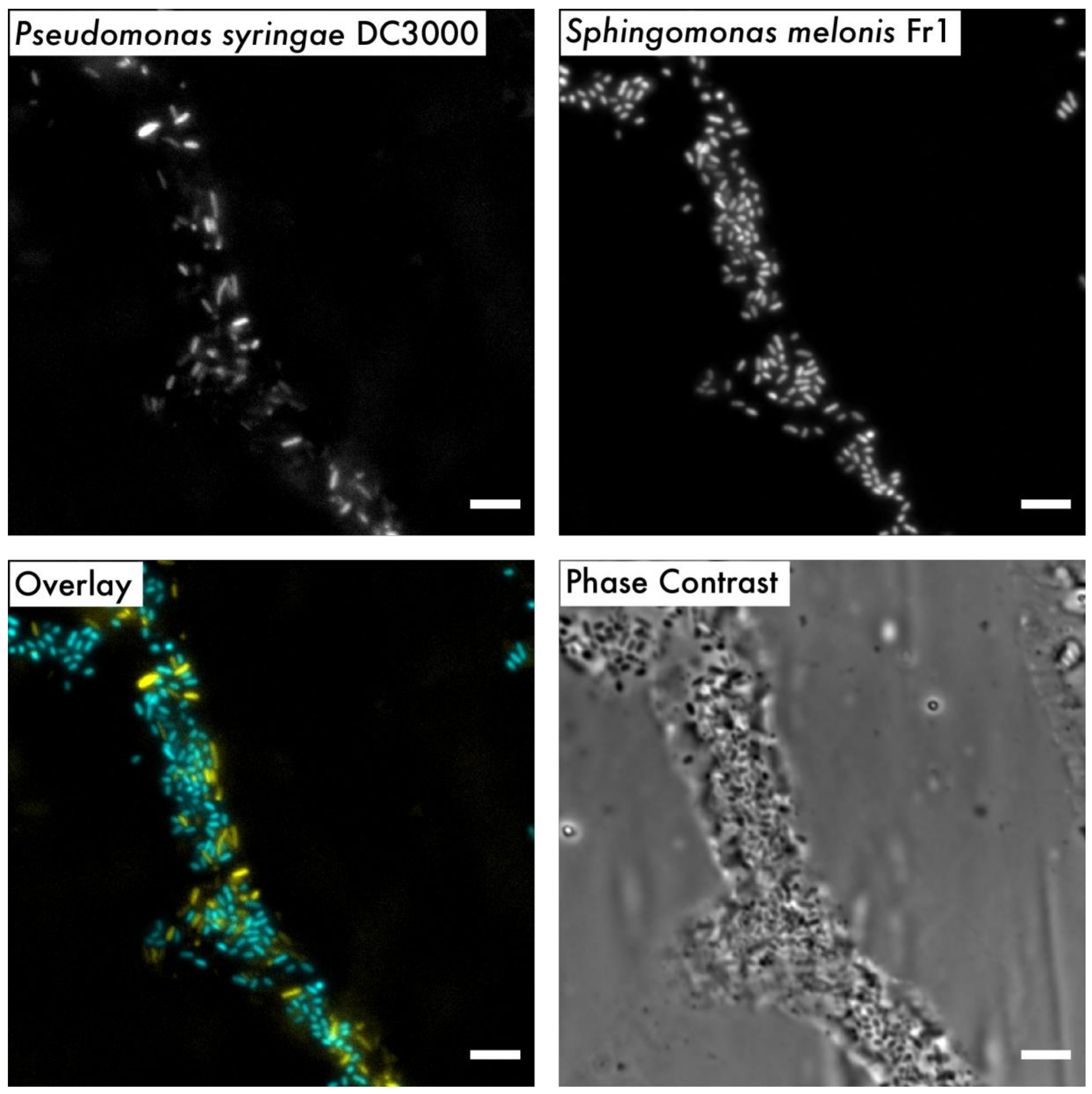 Microorganisms 08 00464 g006