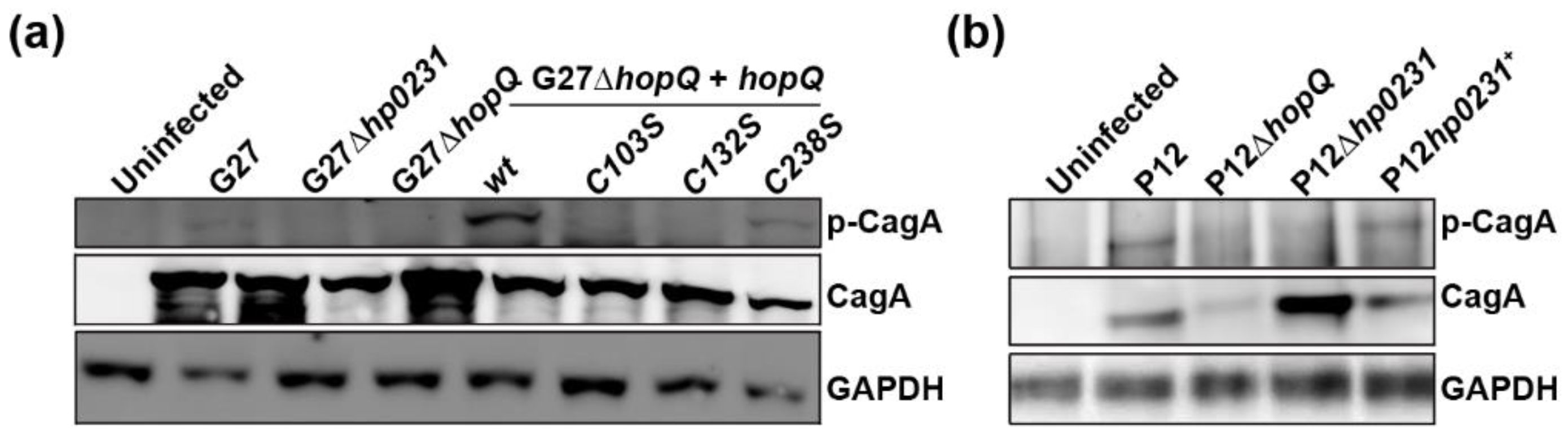 Microorganisms 08 00465 g004 Microorganisms 08 00465 g004