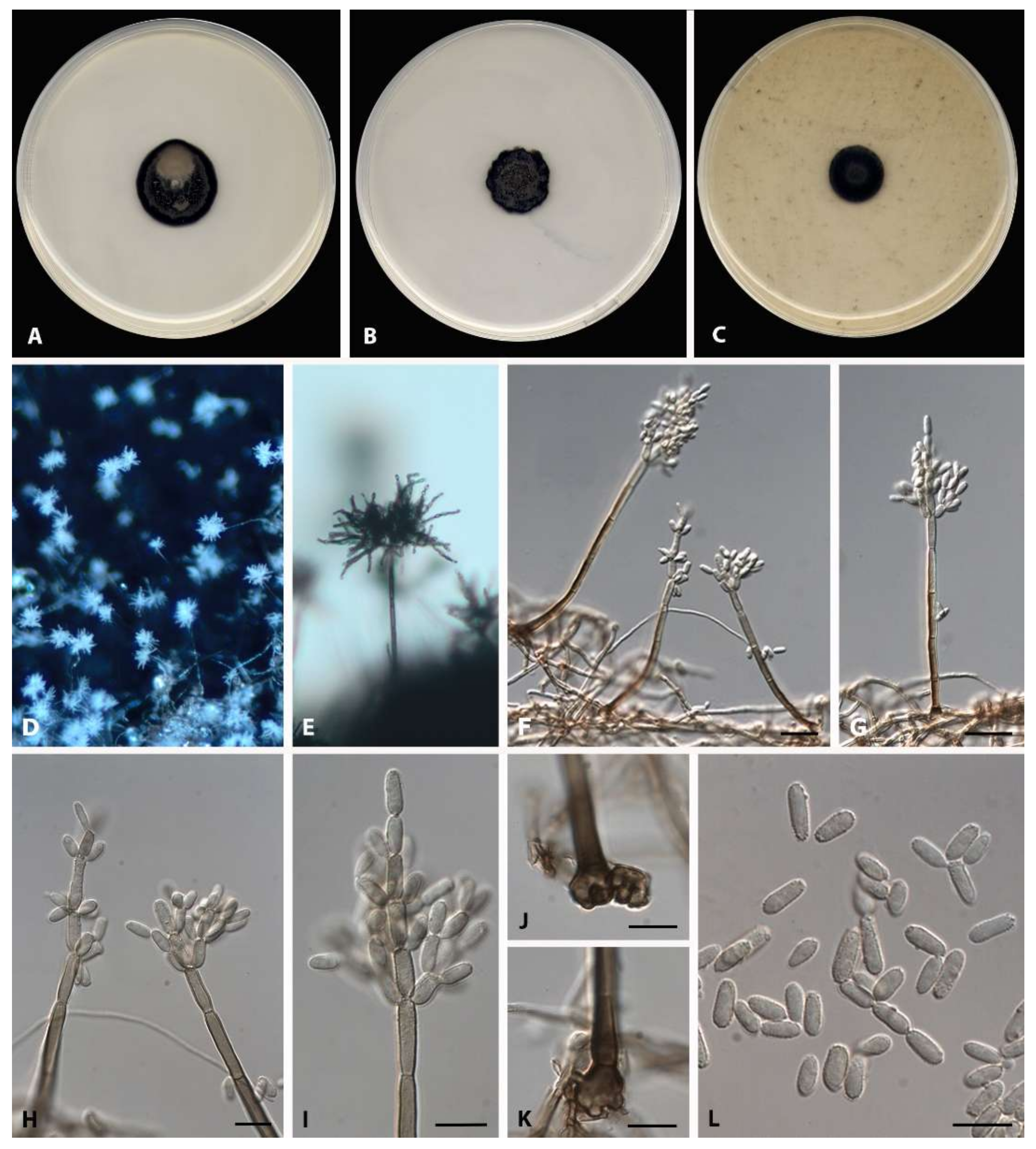 Microorganisms 08 00478 g003