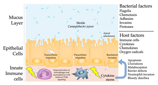 Microanisms Free Full Text Novel Clinical Campylobacter Jejuni Infection Models Based On Sensitization Of Mice To Lipooligosaccharide A Major Bacterial Factor Triggering Innate Immune Responses In Human Campylobacteriosis Html Microanisms Free Full Text Novel Clinical Campylobacter Jejuni Infection Models Based On Sensitization Of Mice To Lipooligosaccharide A Major Bacterial Factor Triggering Innate Immune Responses In Human Campylobacteriosis Html