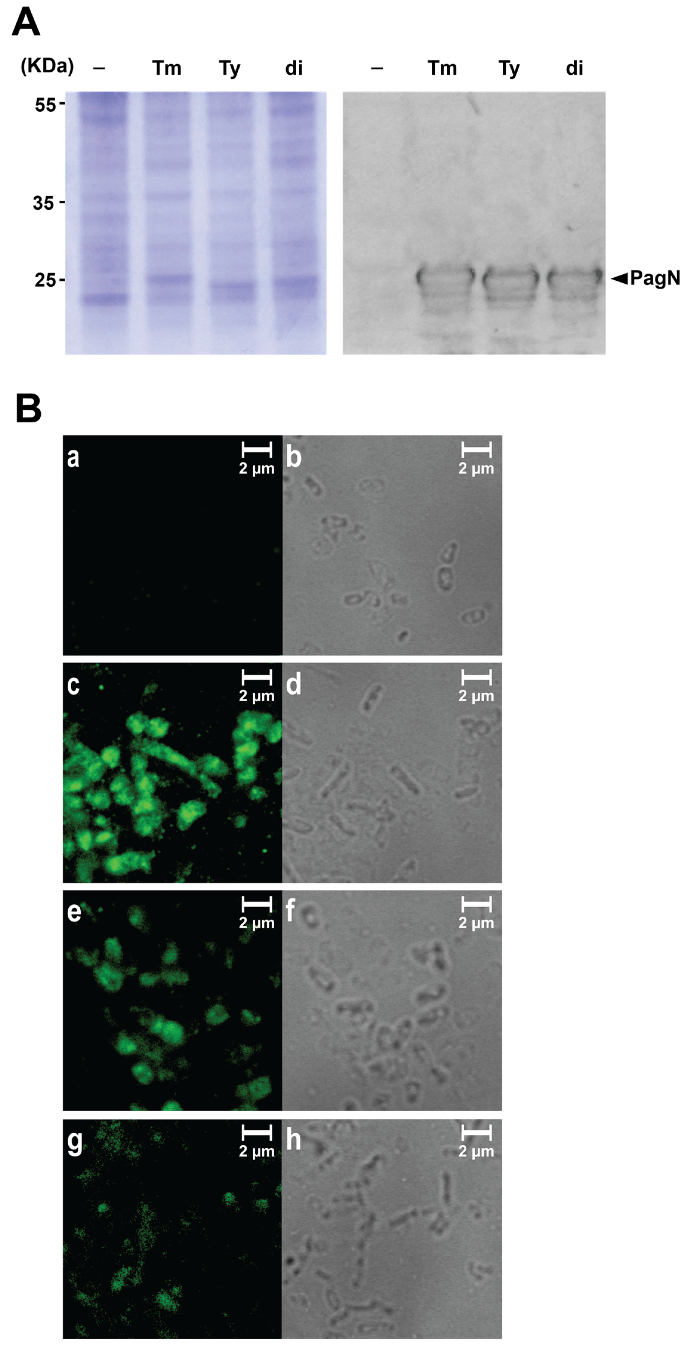 Microorganisms 08 00489 g002 Microorganisms 08 00489 g002