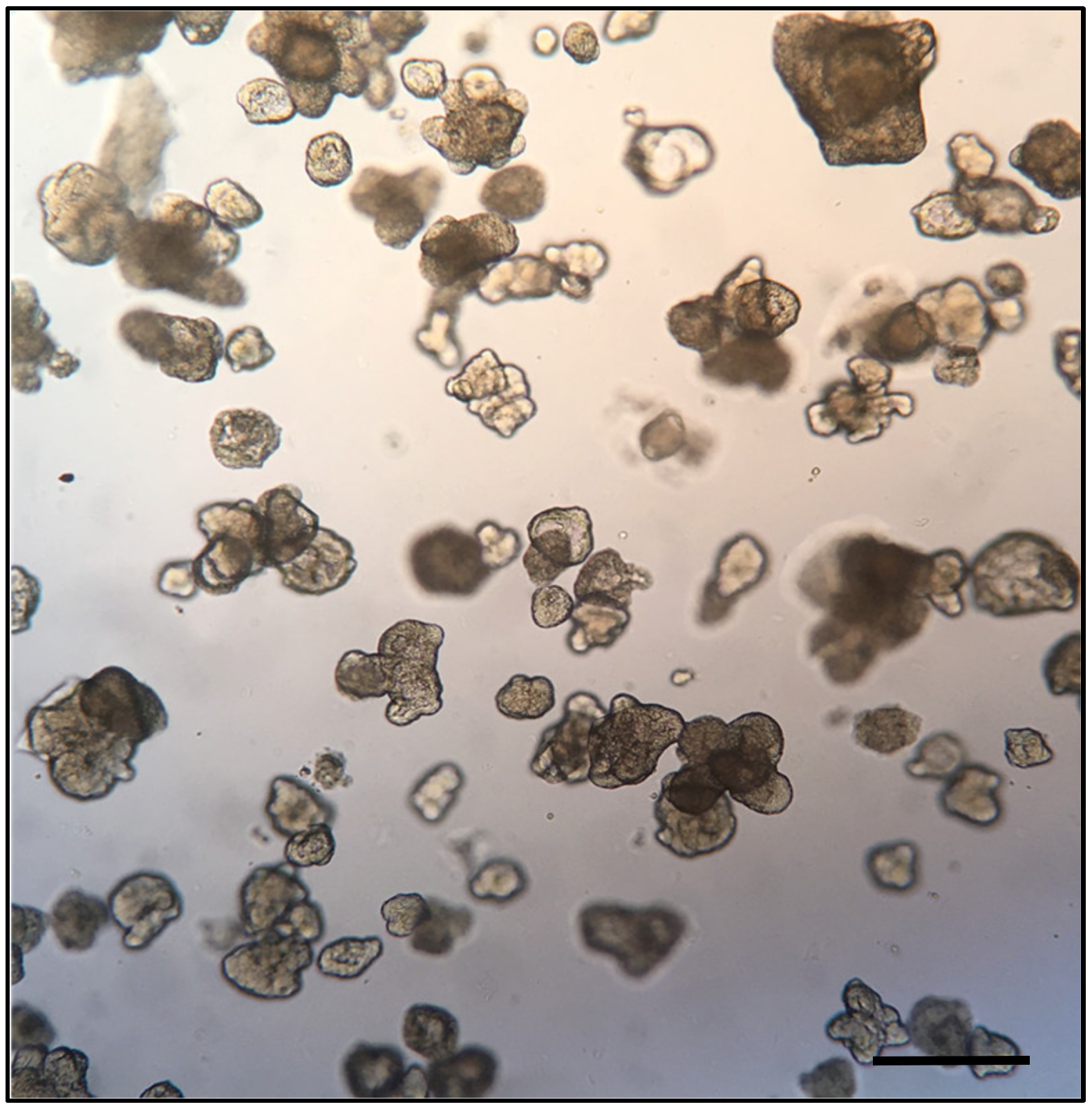 Microorganisms 08 00504 g002